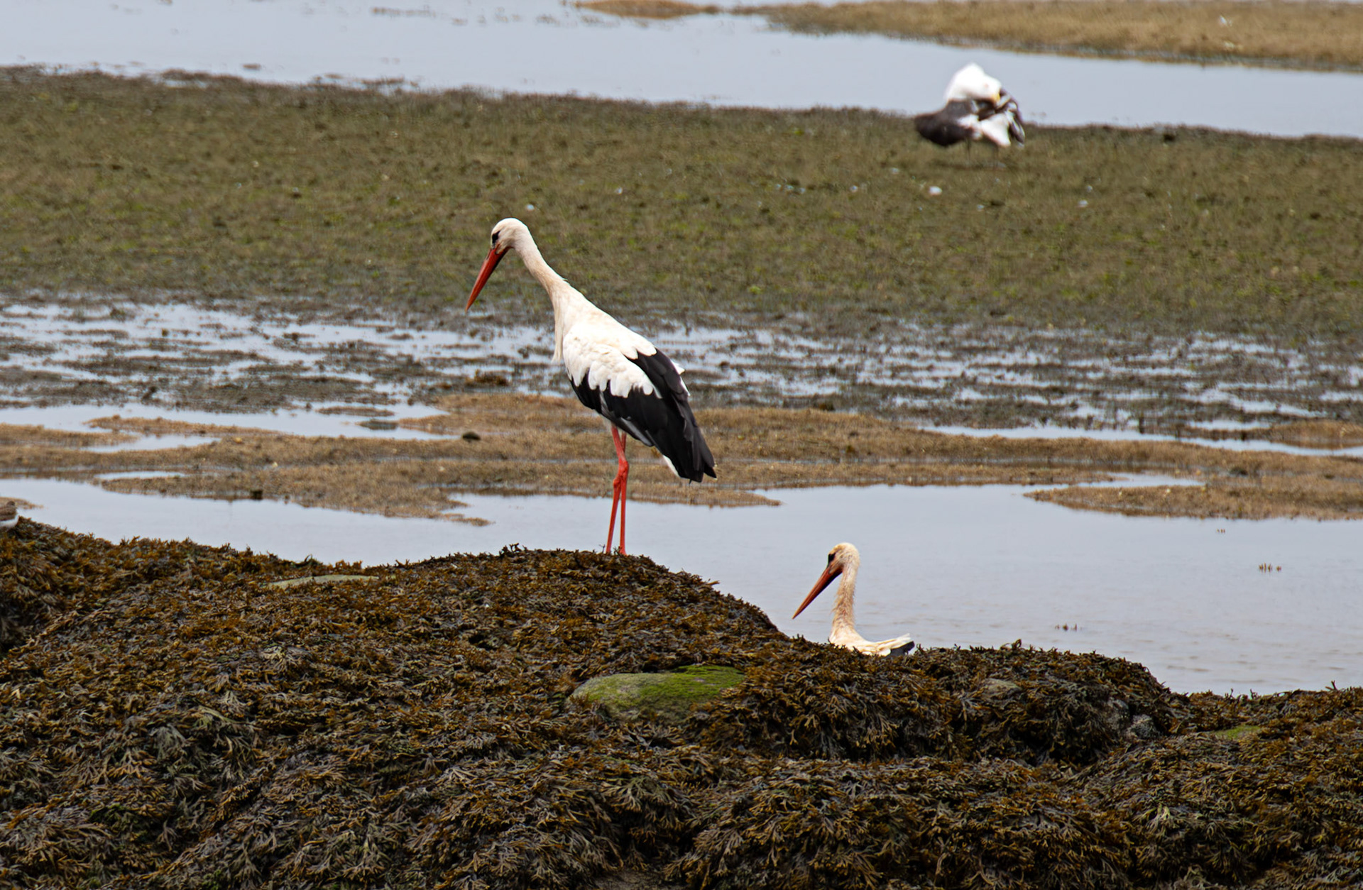 White Stork - Reserva Natural do Estuario do Douro 20 August 2026