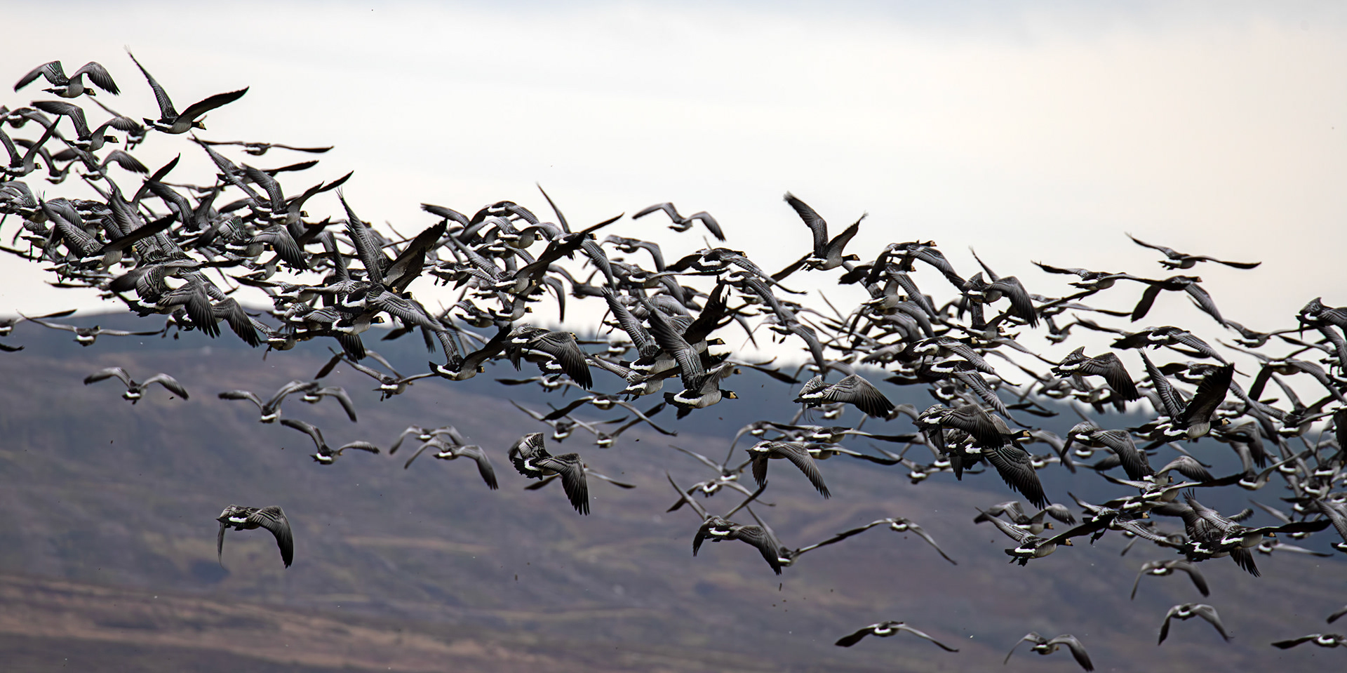 Barnacle Geese: The Island of Islay 04 March 2025
