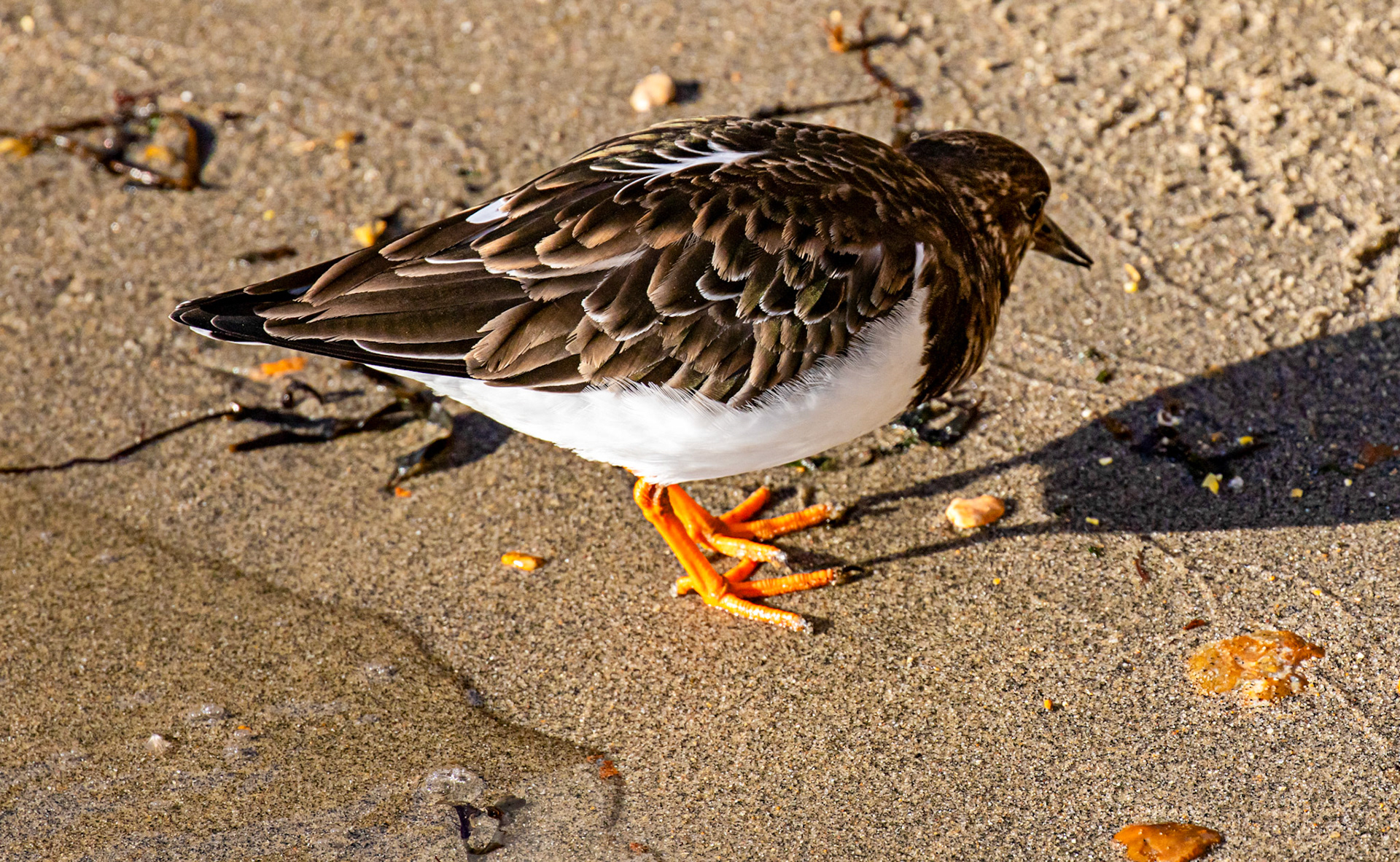 Turnstones at Titchfield Haven 02 January 2025