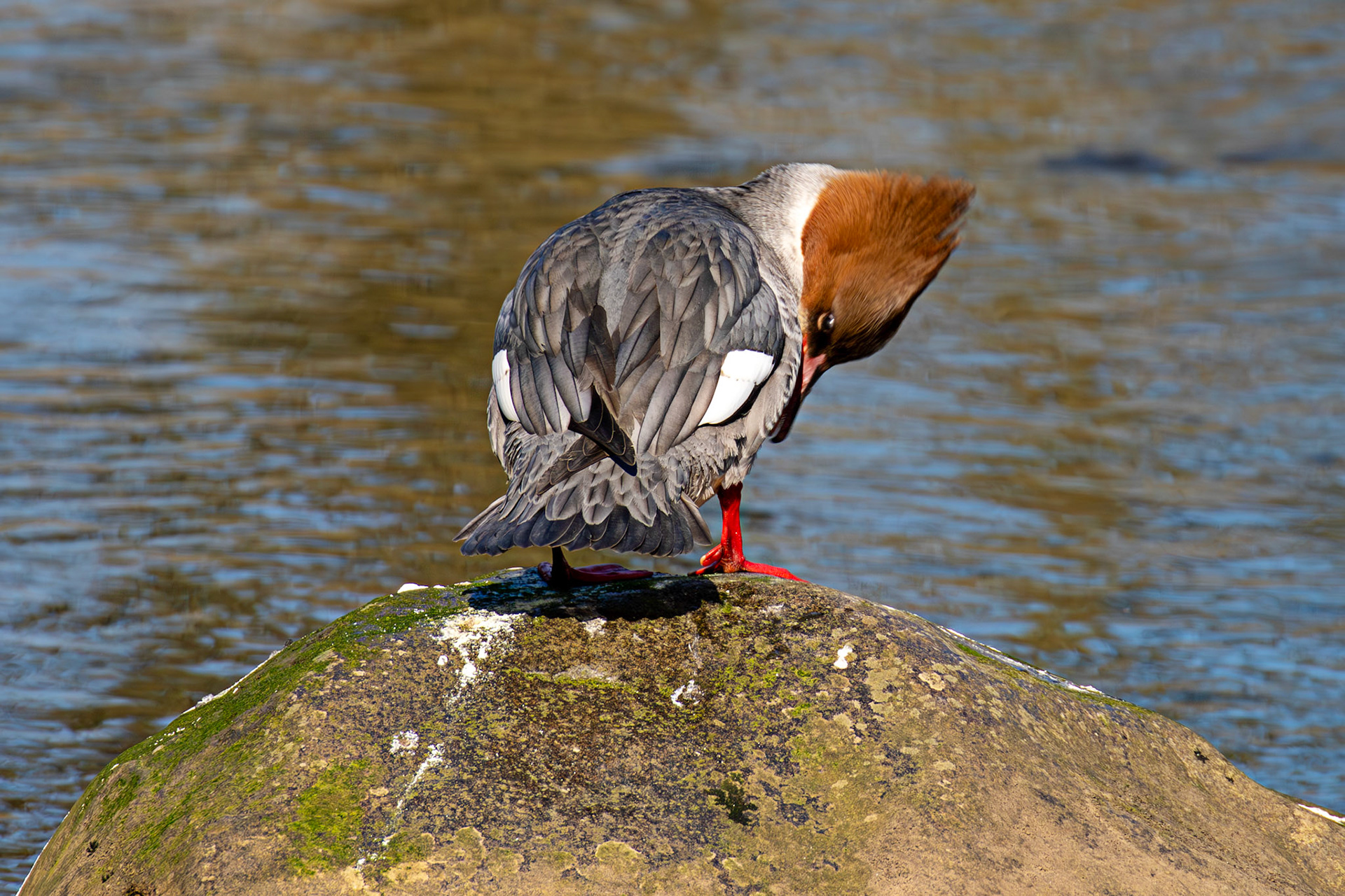 Goosander on River Almond in Almondell 18 March 2025