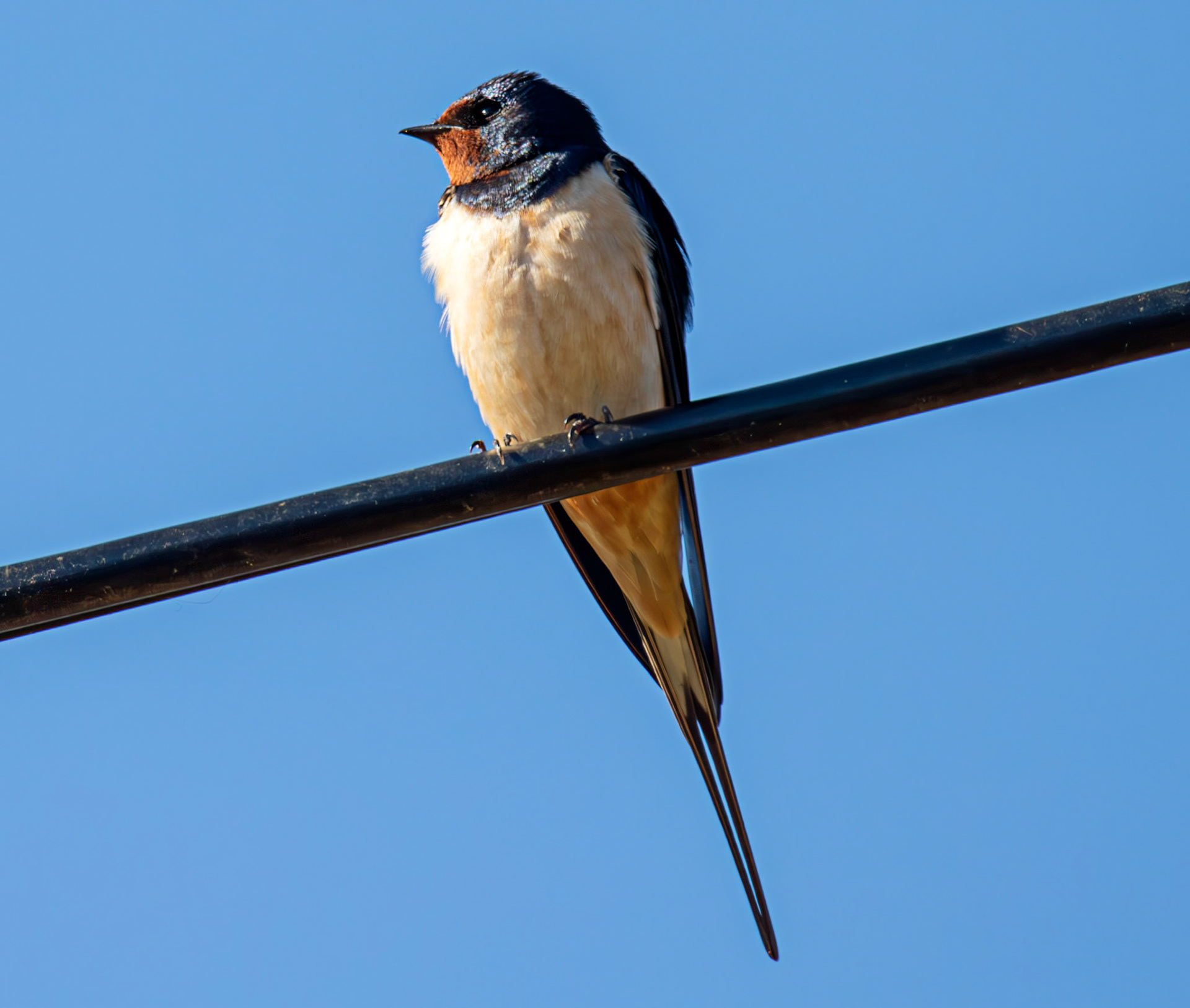 Swallow near Dornoch 30 April 2026