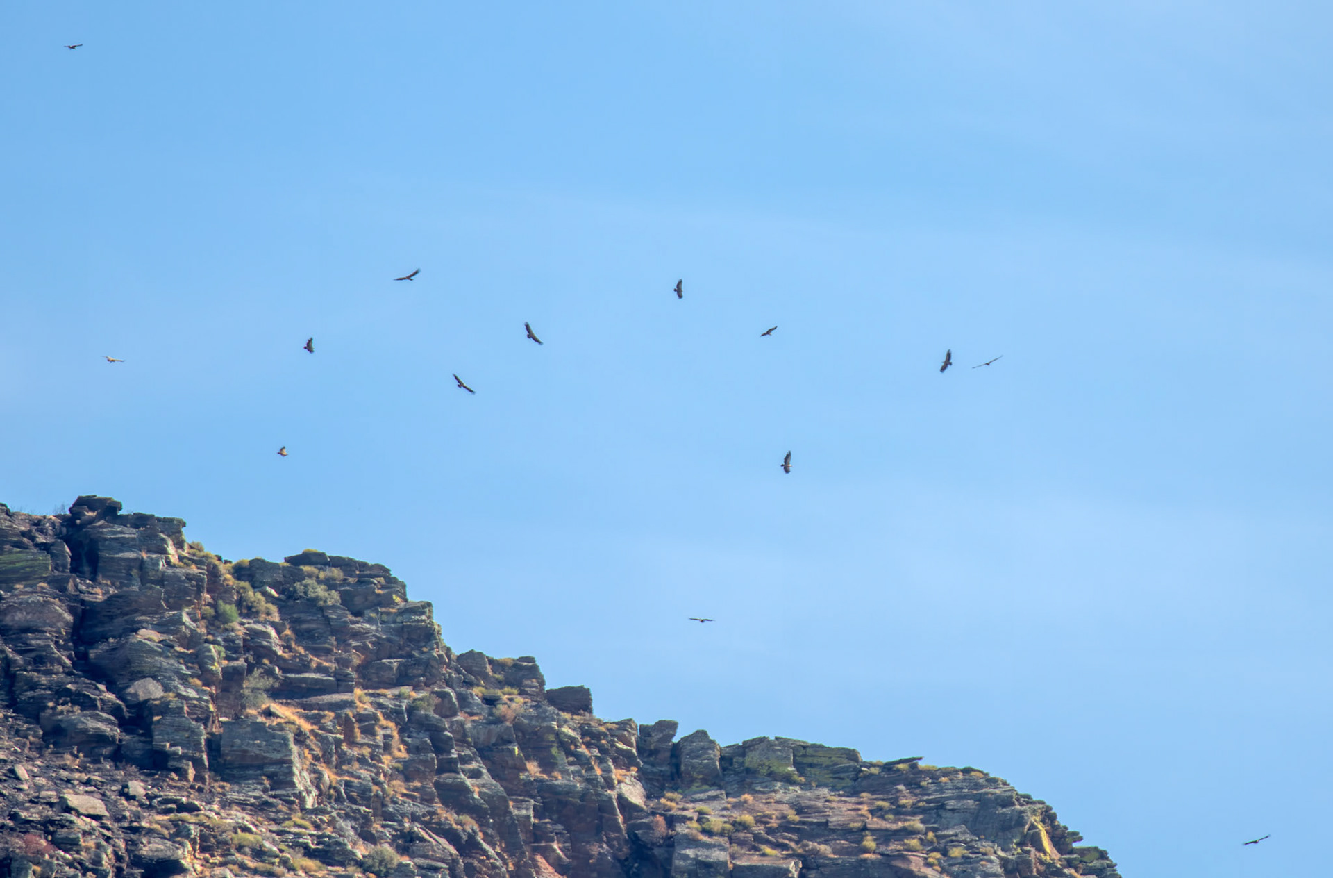 Egyptian vulture (Neophron percnopterus), Griffon Vulture (Gyps fulvus) and Cinereous Vulture (Aegypius monachus) AKA Eurasian Black Vulture  - Barca de Alva 22 August 2026