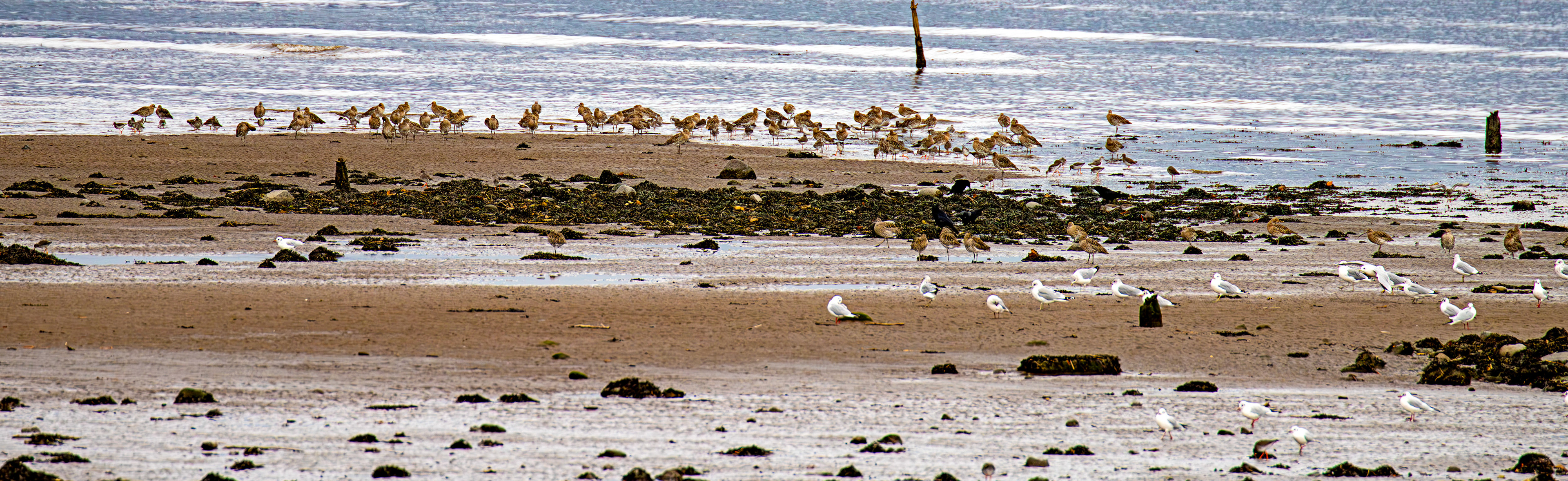 Birthwatching at Cramond 18 October 2024 black-headed gull, curlew, common redshank