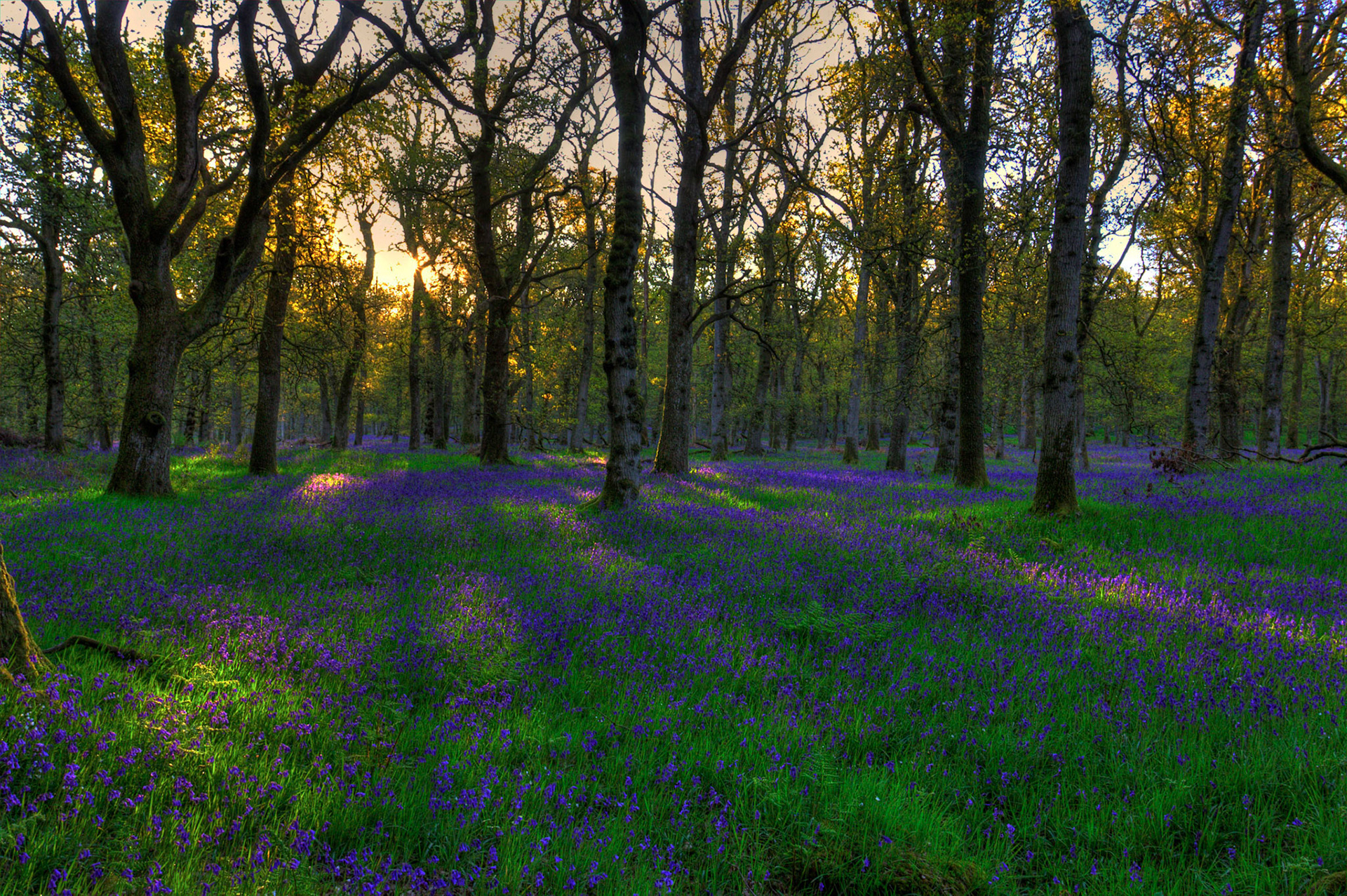 Kinclaven Bluebell Woods 16 May 2026