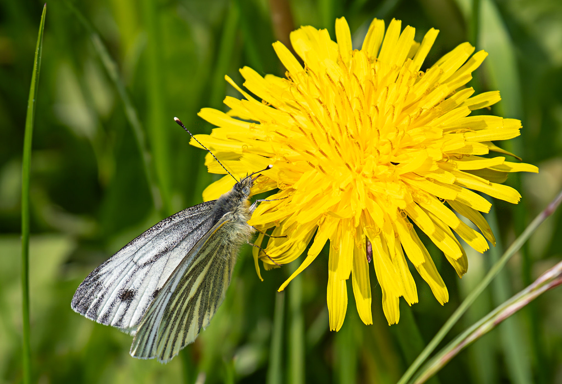 Green Veined White (Pieris napi) - Black Devon Wetlands RSPB 12 May 2025