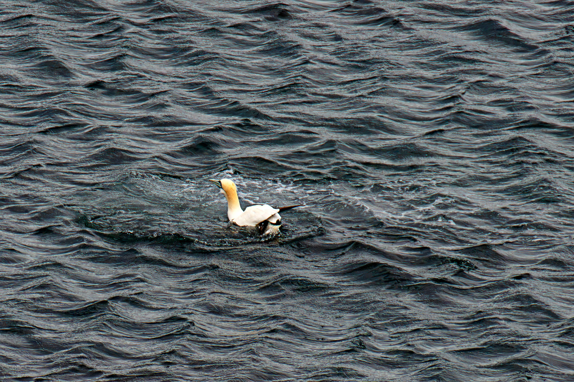 Northern Gannet resurfacing after dive - Tantallon Castle 04 July 2026