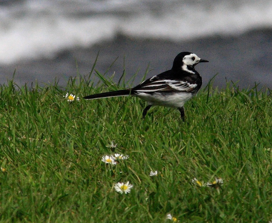 New AberdourPlease see my other Photographs at: http://www.jamespdeans.co.uk/