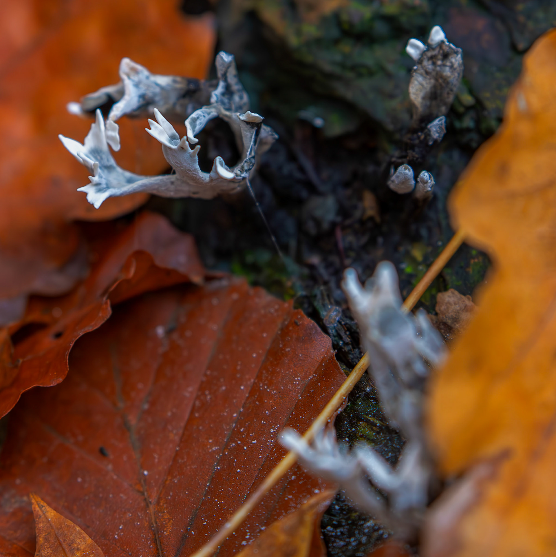 candlesnuff fungus (Xylaria hypoxylon) Deans Woods - 07 November 2025
