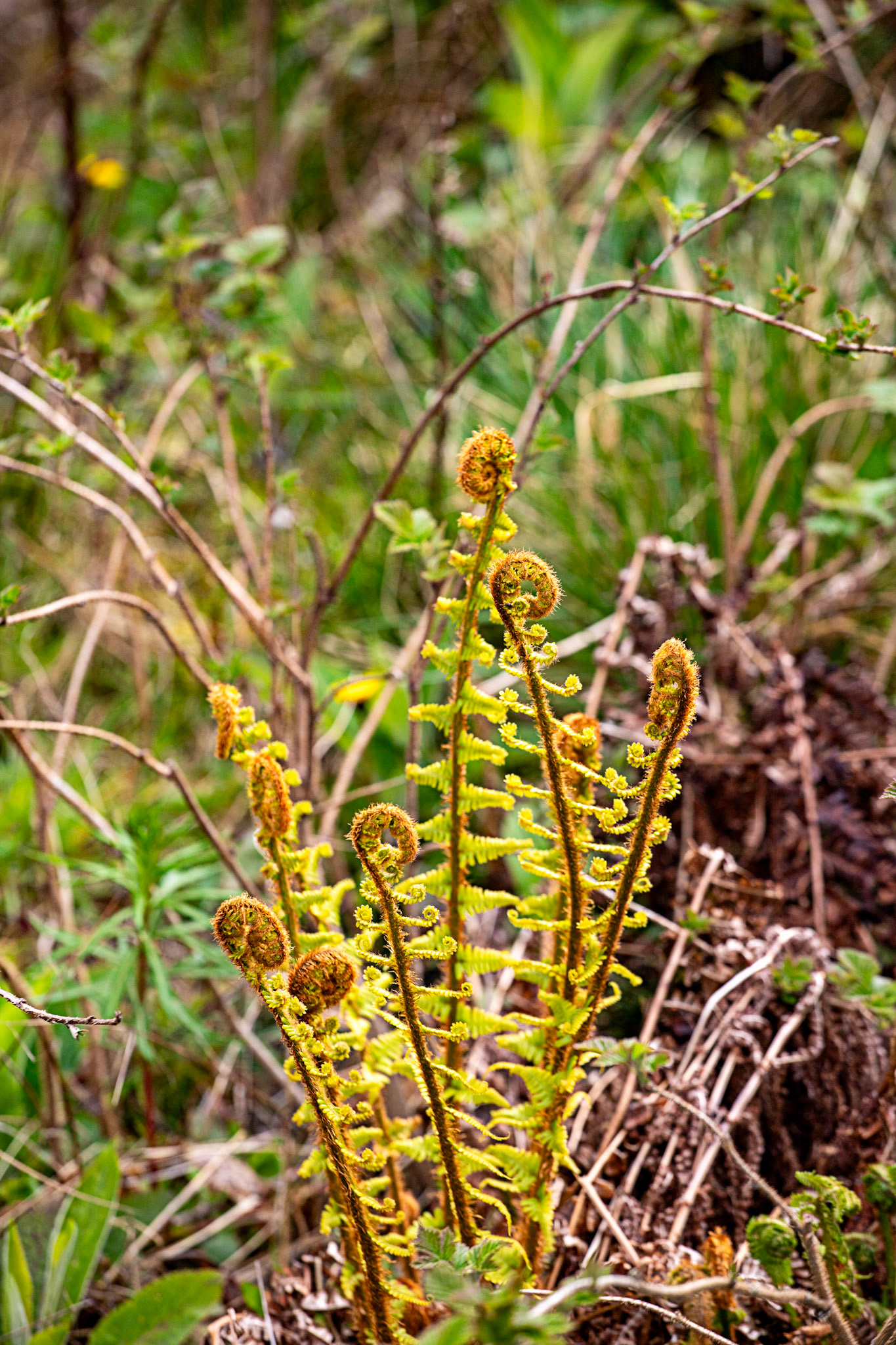 Selm Muir 29 April 2024