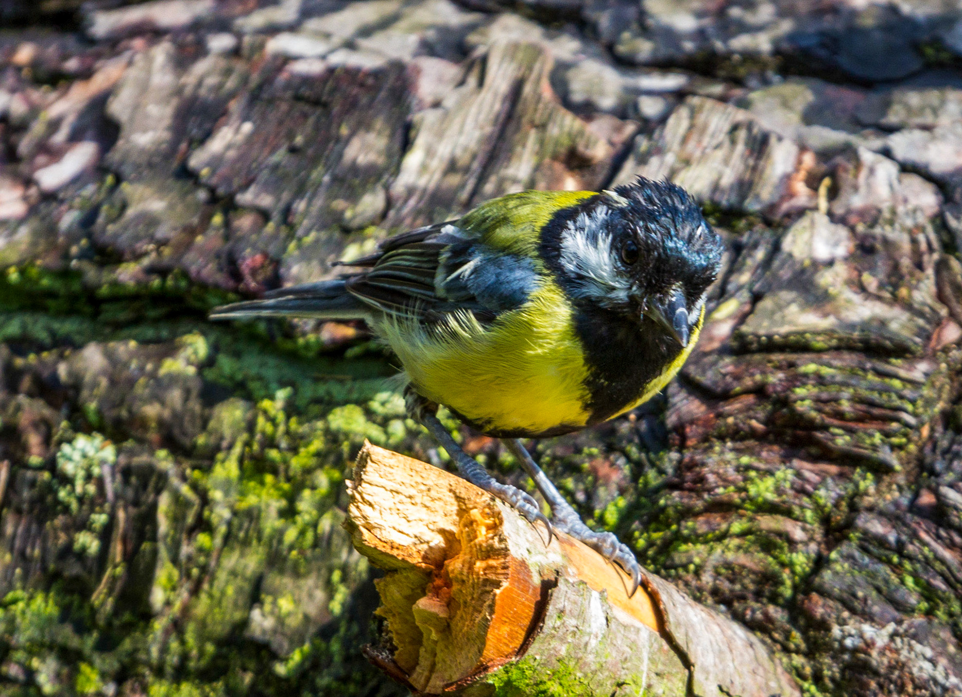 Morton Lochs - Tentsmuir Forest, Fife Please see my other Photographs at: www.jamespdeans.co.uk