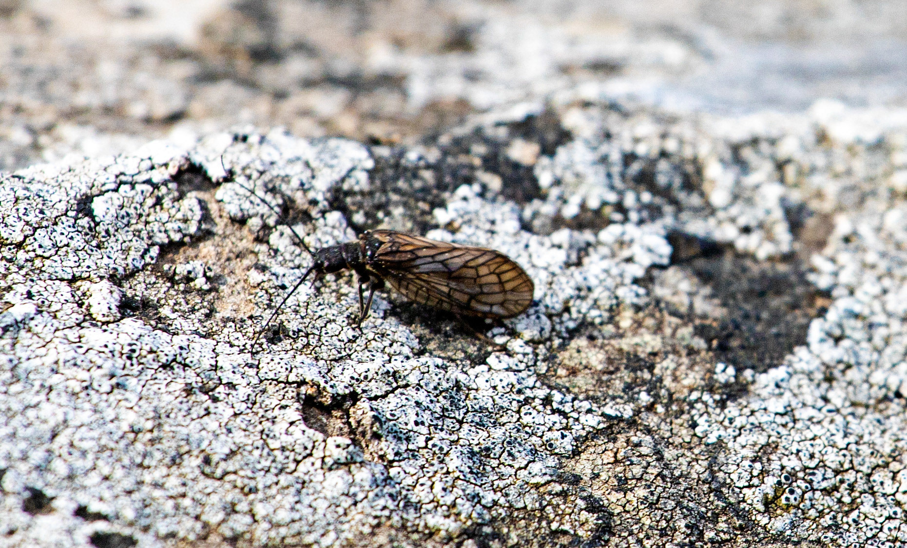 Insect at Harperrig 09 June 2021 Please see my other photos at JamesPDeans.co.uk