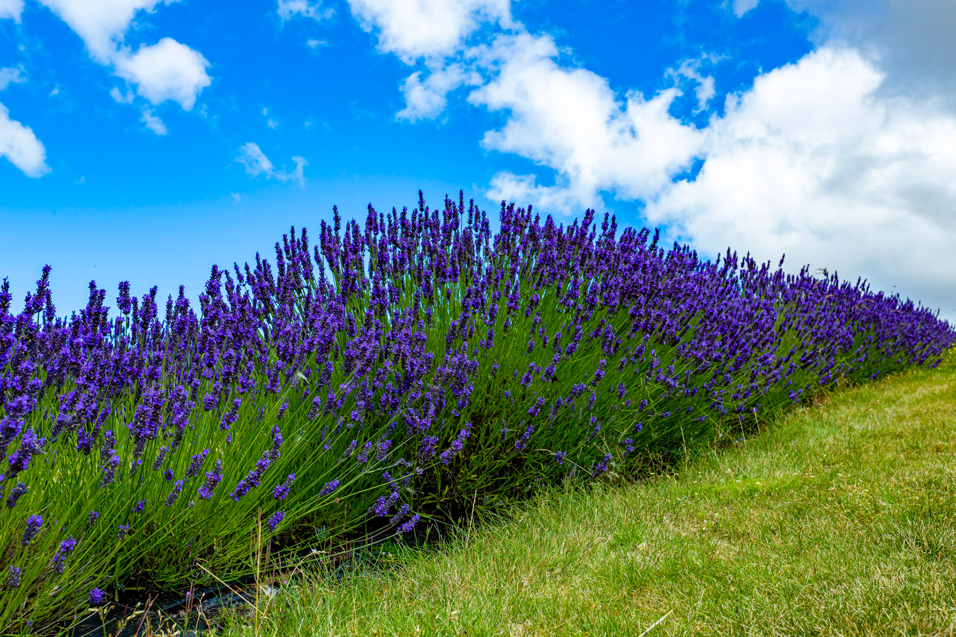 I spent an amazing few hours at Scottish Lavender Oils. They are so dedicated to nature and not to profit!