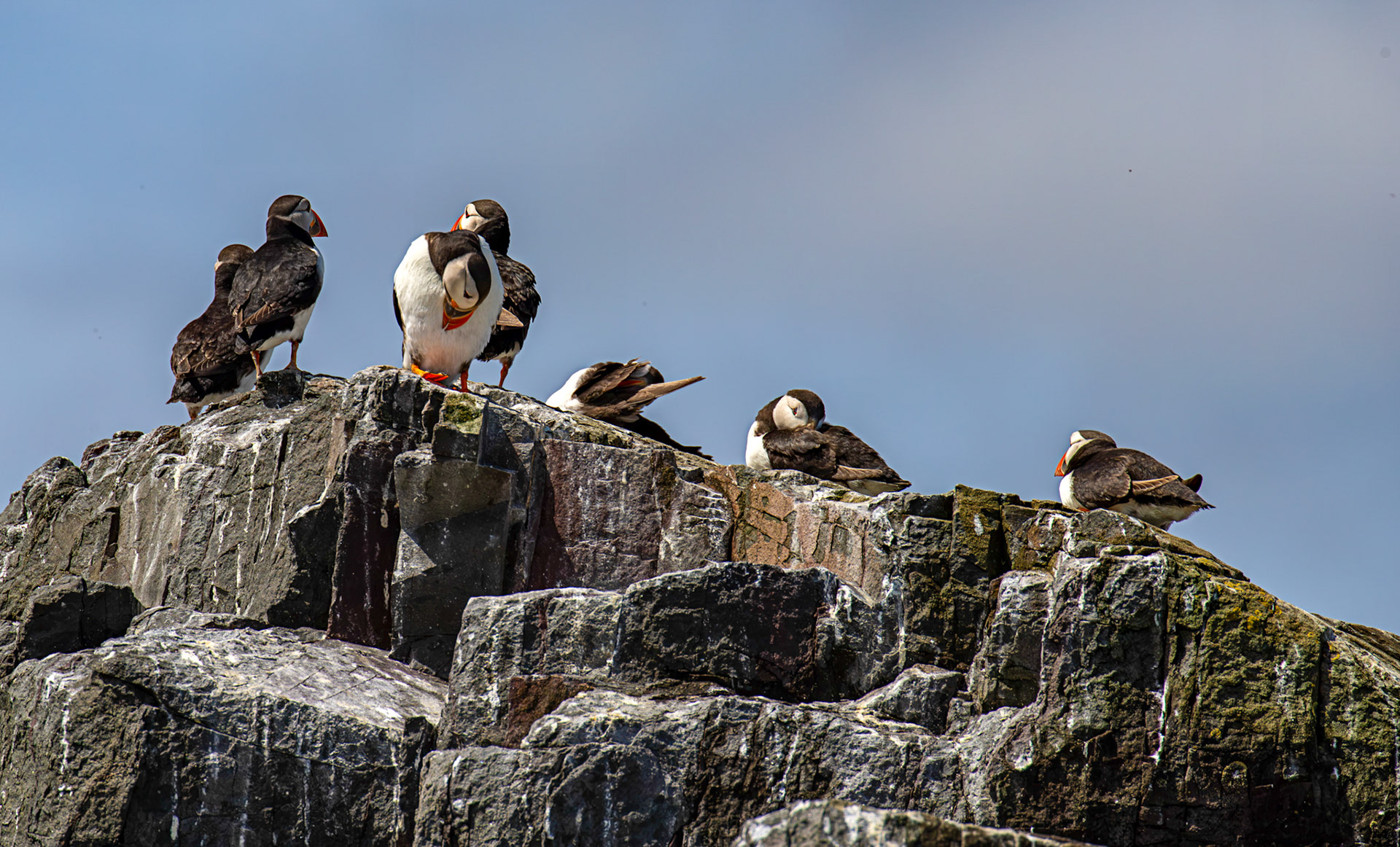 Puffins - Farne Islands 03 July 2026