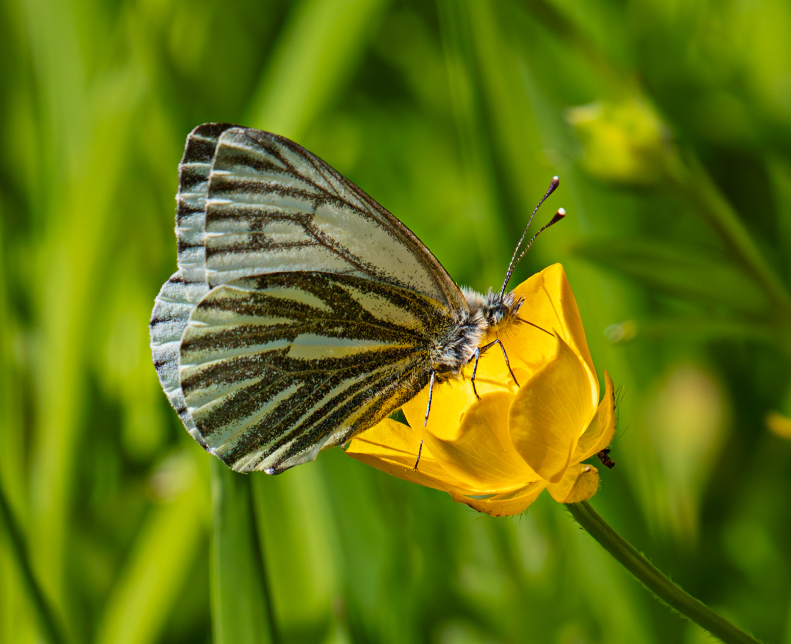 Green-veined white butterfly (Pieris napi) - Red Moss, Bavelaw 21 May 2025