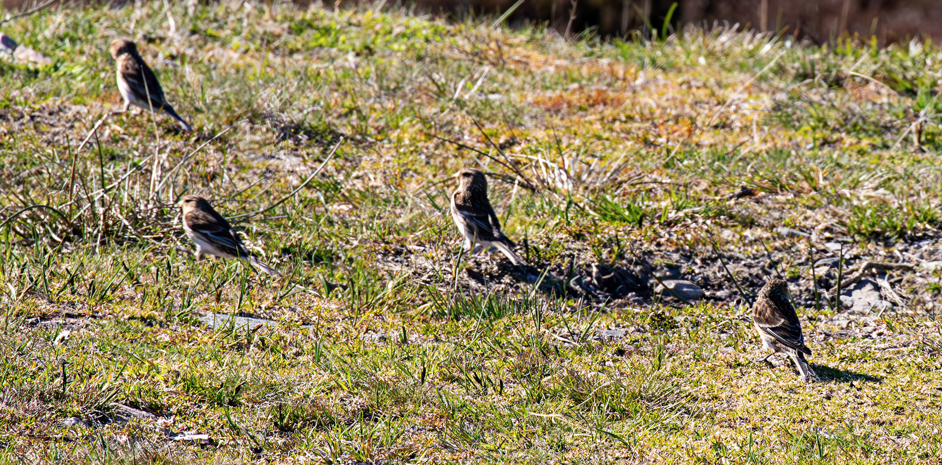 Twite - Loch Crocach 30 April 2026
