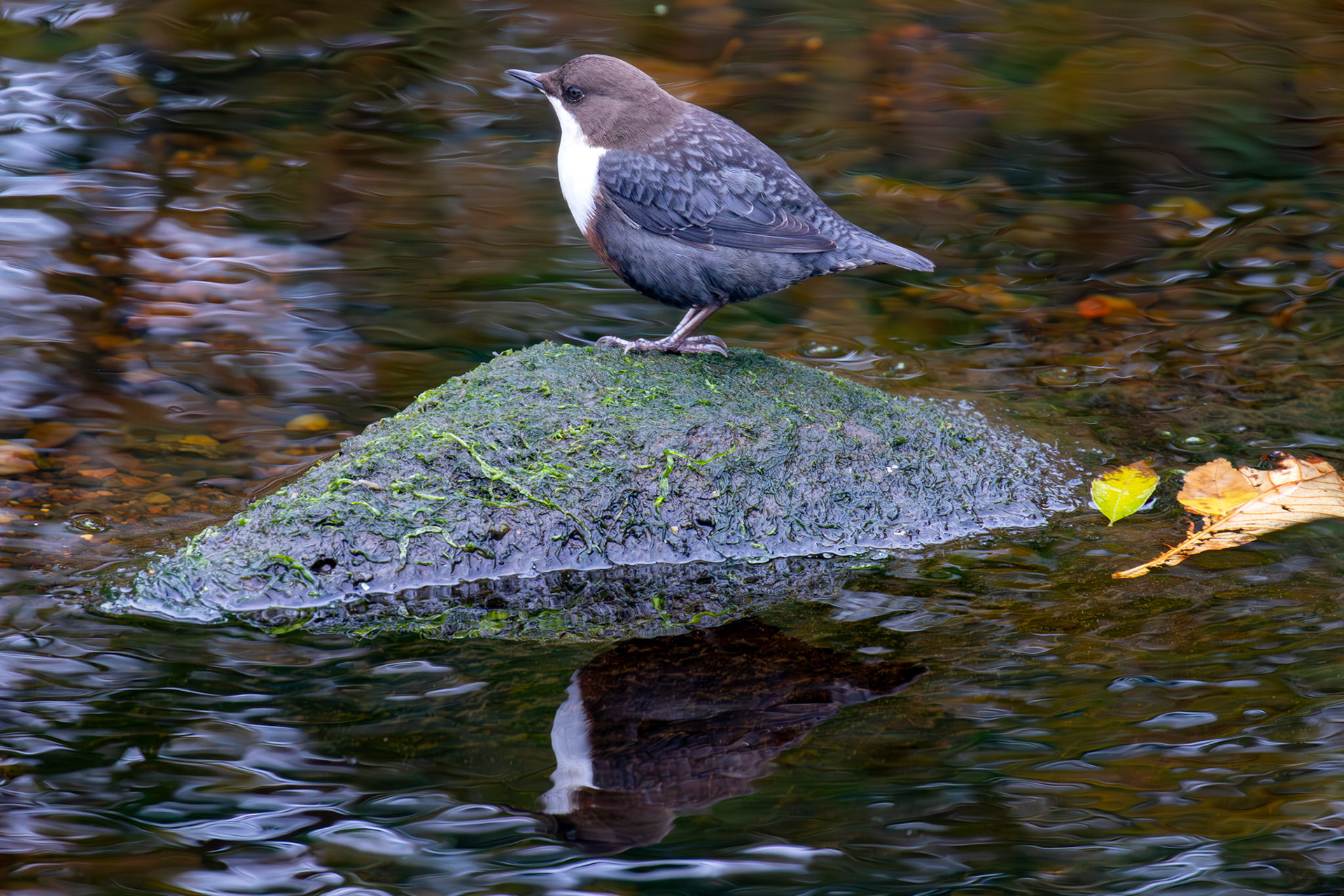 Largs 08 October 2024