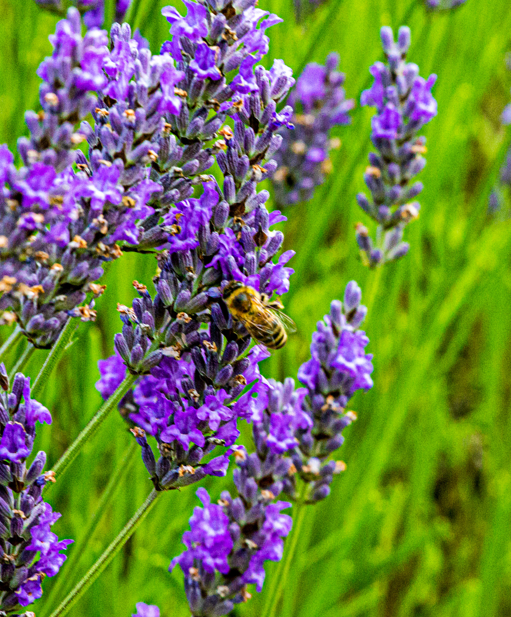 I spent an amazing few hours at Scottish Lavender Oils. They are so dedicated to nature and not to profit!