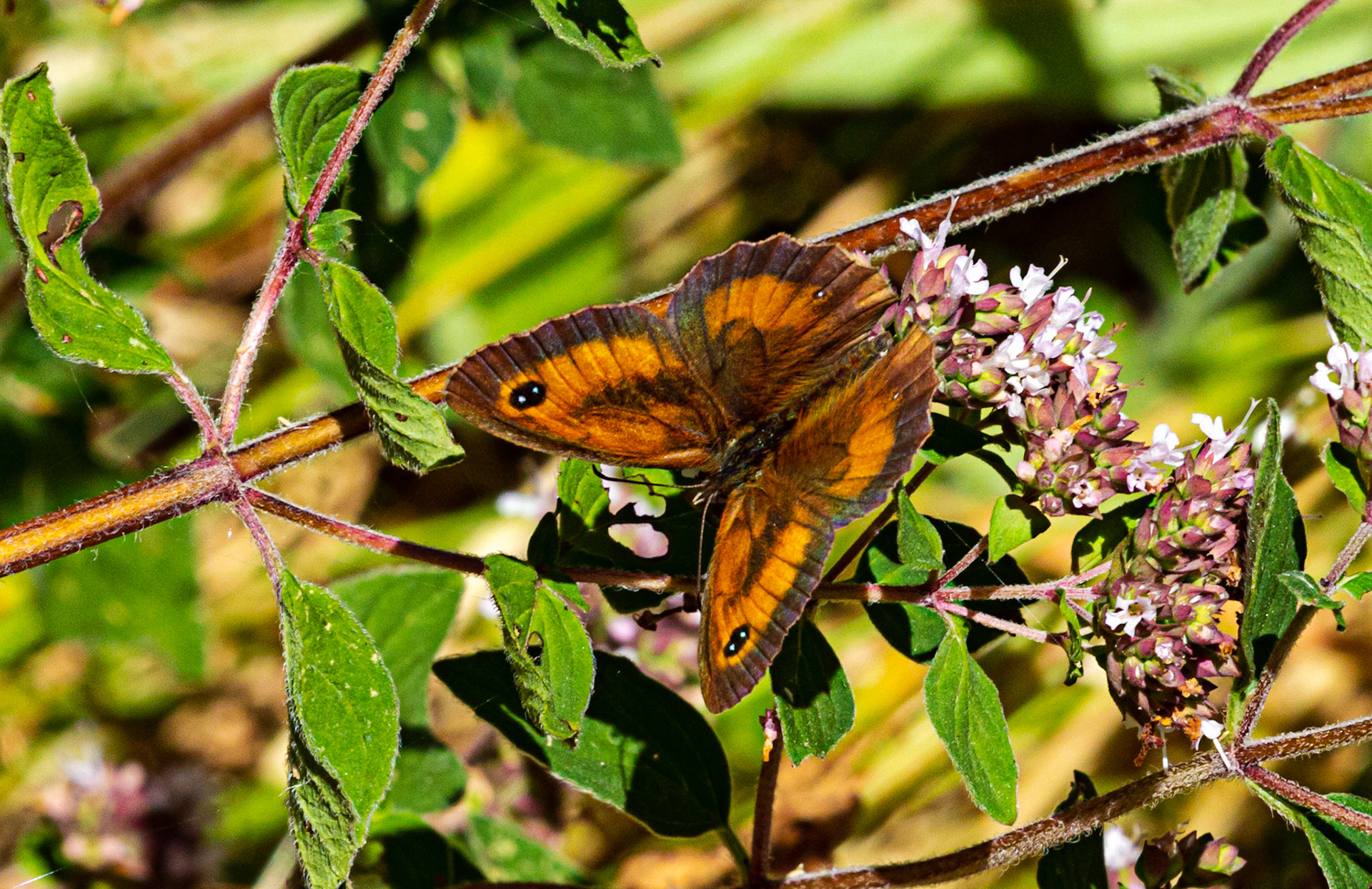 Mottistone IOW 16 July 2022