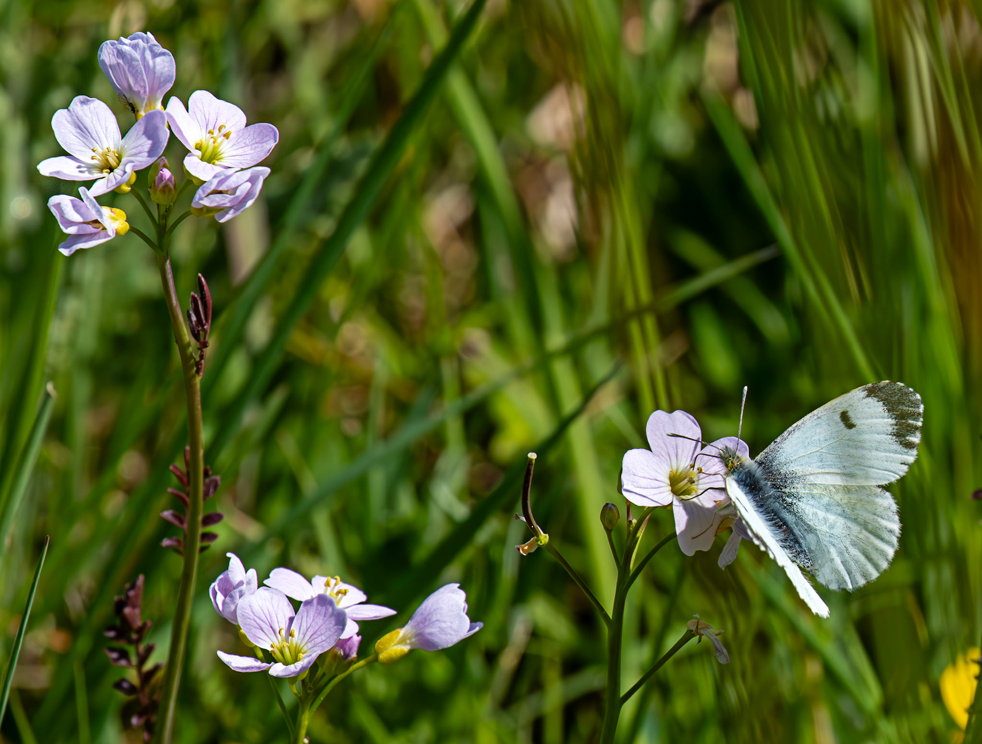 Orange-tip butterfly (Anthocharis cardamines) - Tailend Moss, Livingston, West Lothian  21 May 2025