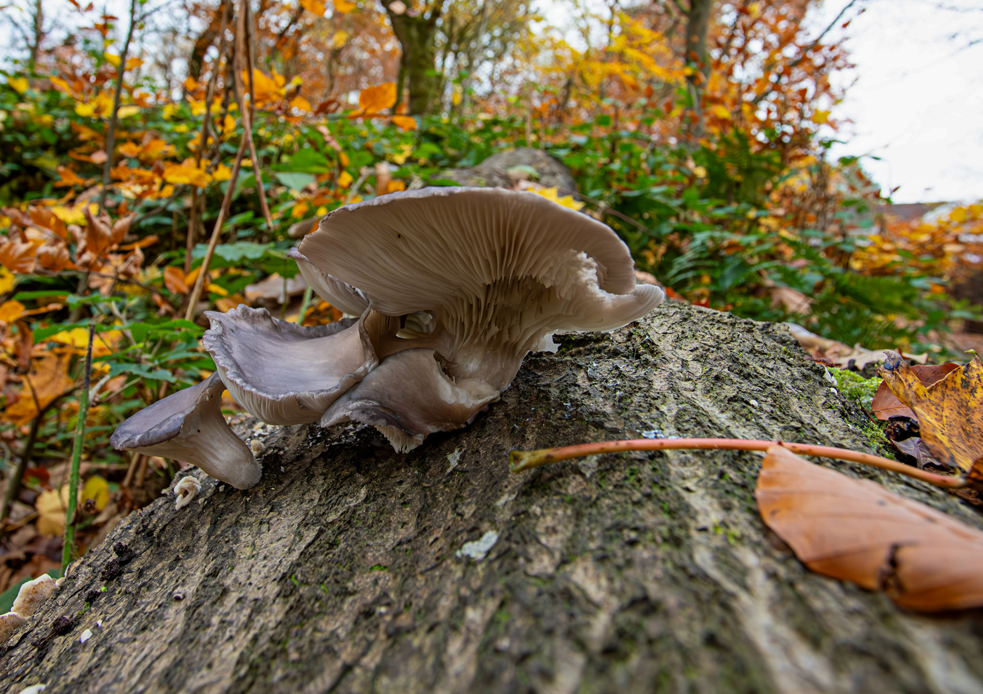 oyster mushrooms (Pleurotus ostreatus) Deans Woods - 07 November 2025