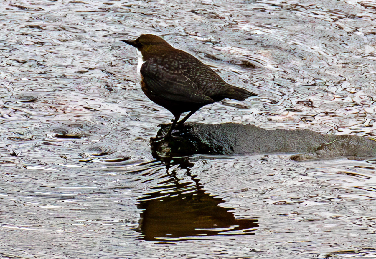 Dipper at Currie Bridge 02 March 2025