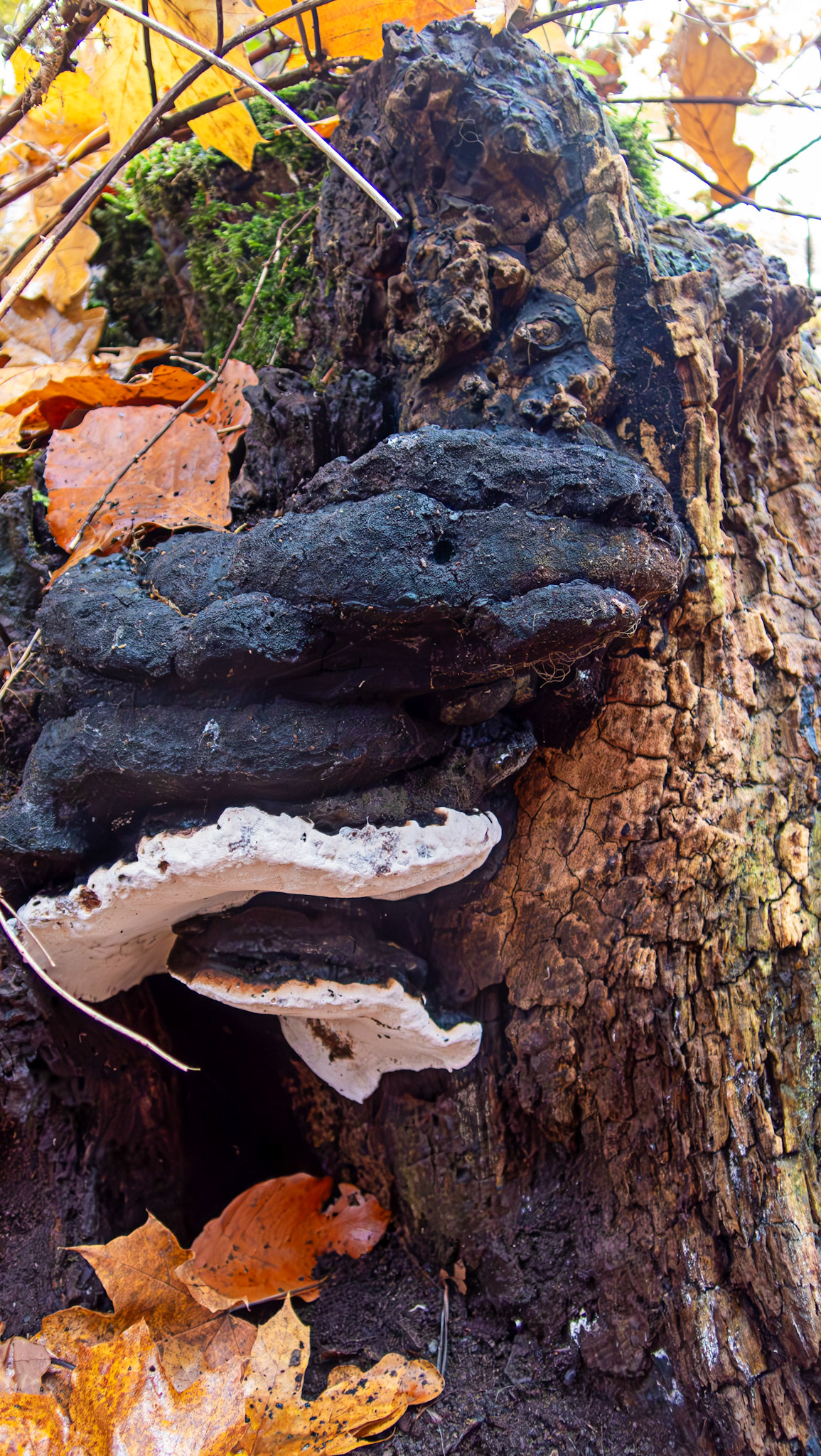 Brittle Cinder fungus (Kretzschmaria deusta) Deans Woods 08 November 2025