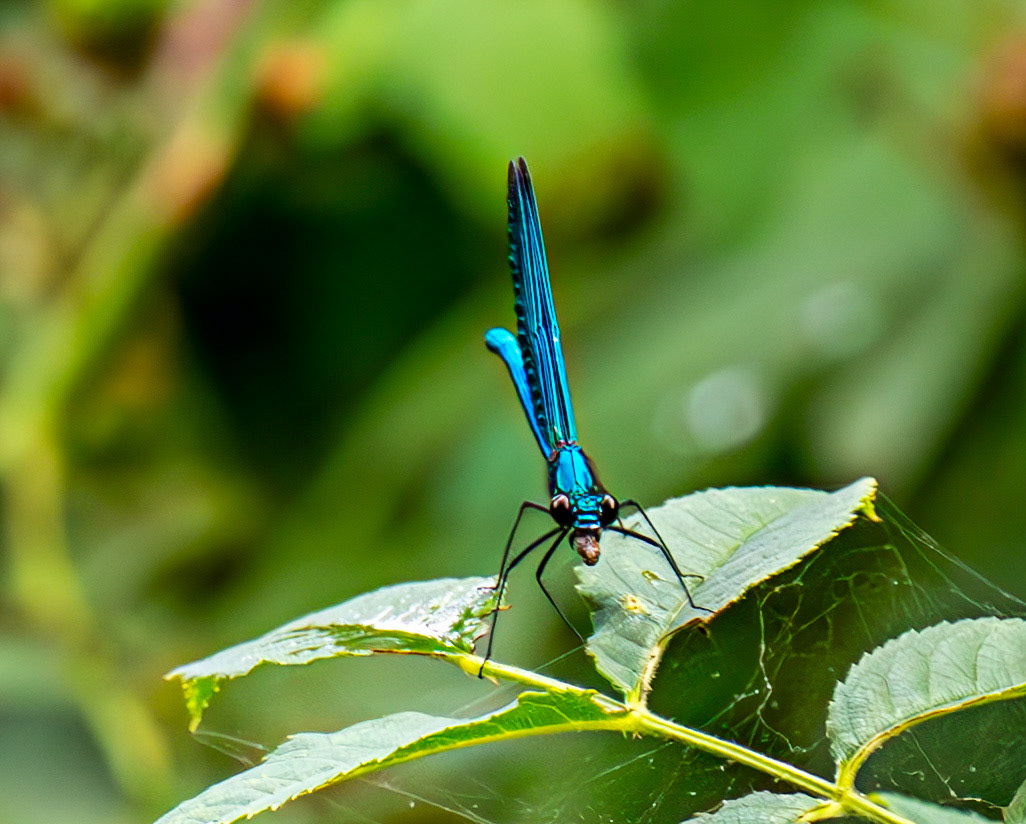Beautiful Demoiselle (Calopteryx virgo) Barge Canal Romsey 26 July 2025