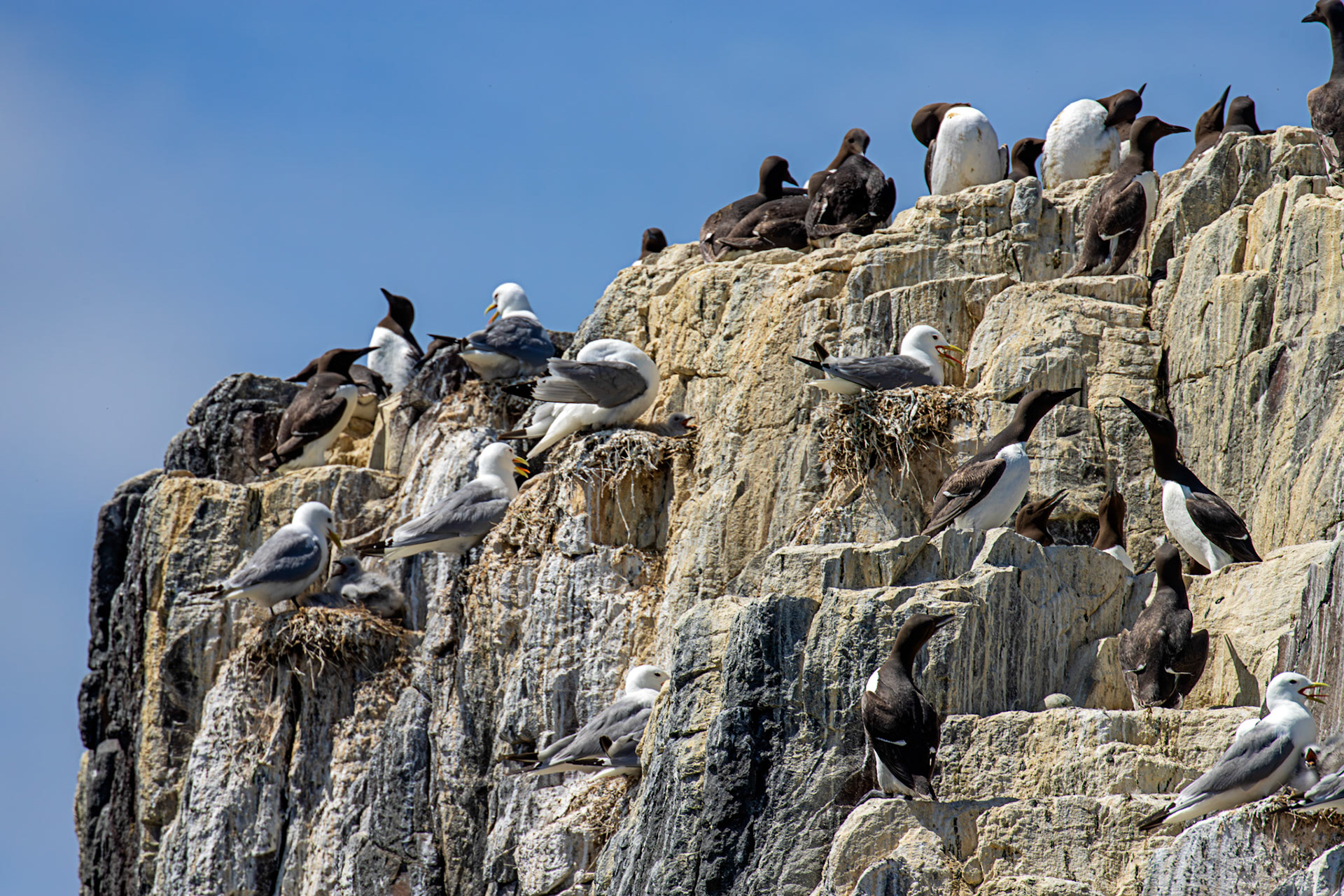 Guillemots - Farne Islands 03 July 2026