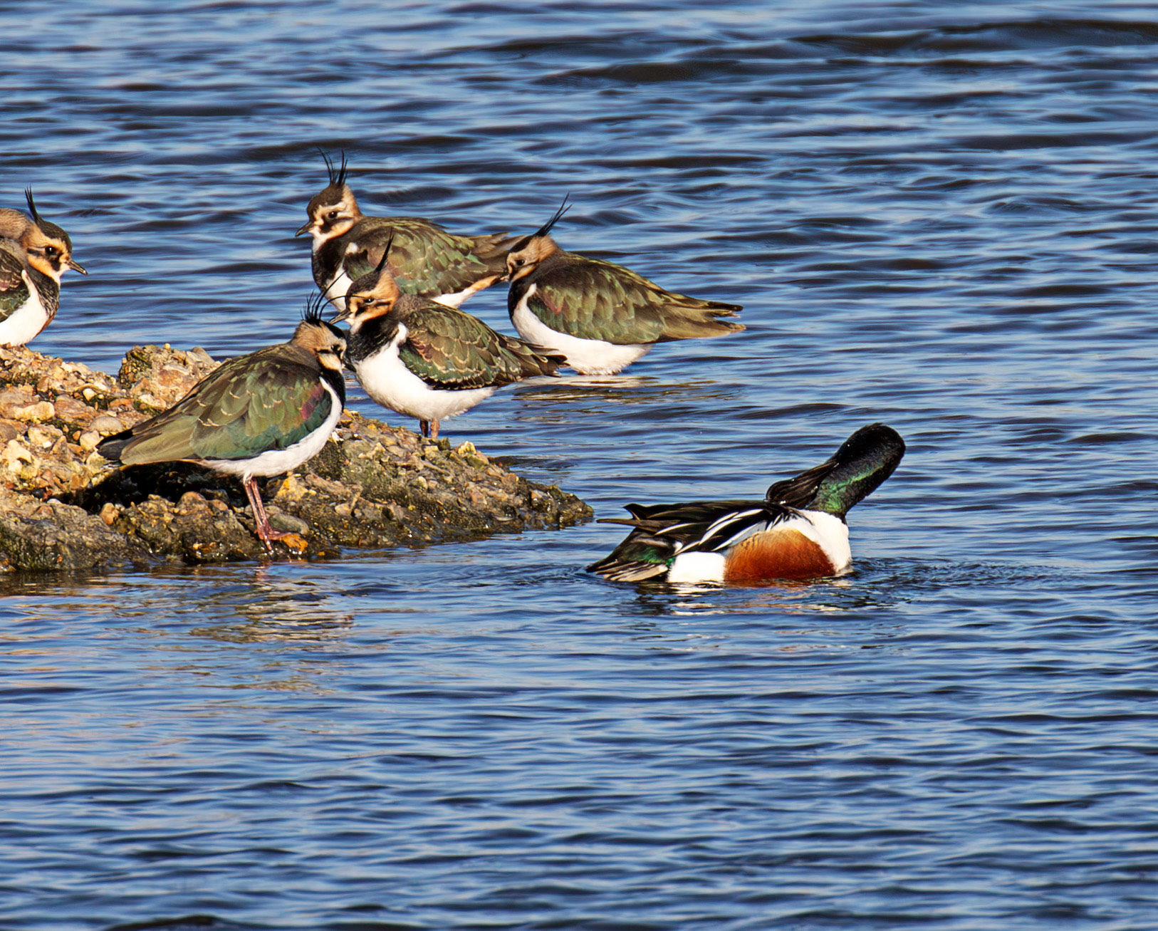 Lapwing &amp; Shoveller at Titchfield Haven 02 January 2025