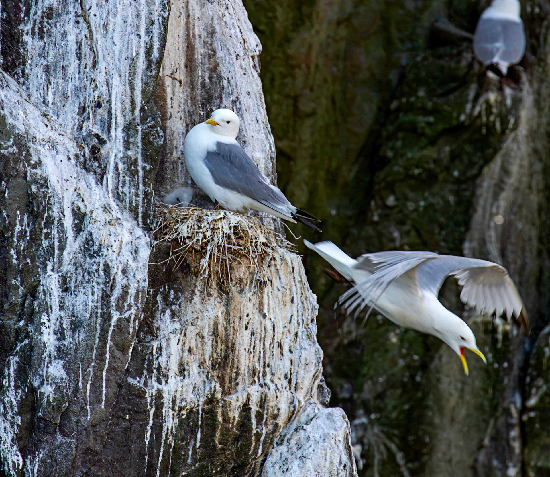 Kittiwakes - Farne Islands 03 July 2026