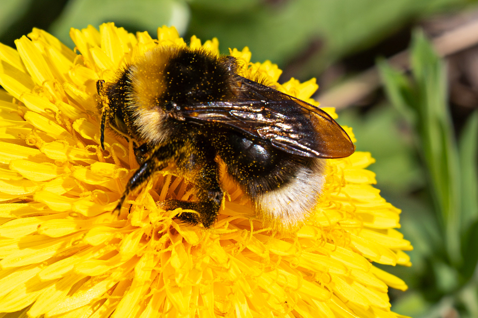 Whitehouse Wood near Kelty 20 April 2025