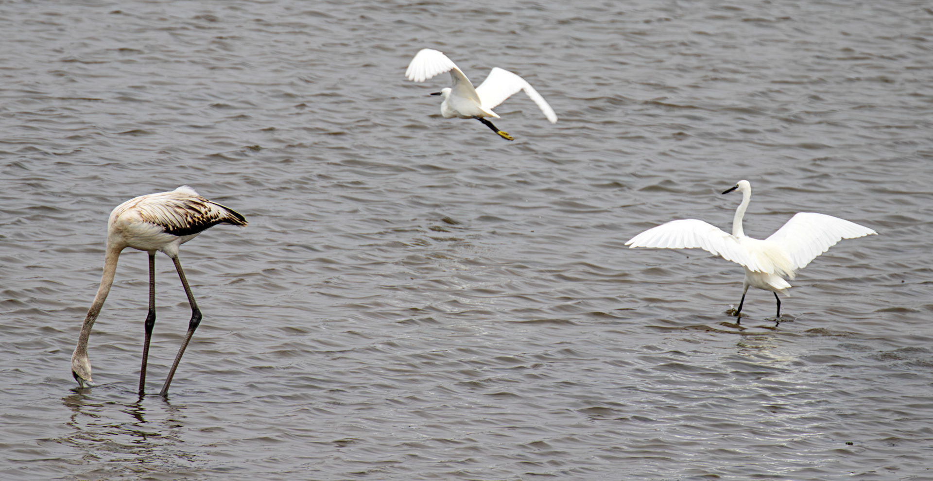 Flamingo &amp; Little Egret - Reserva Natural do Estuario do Douro 20 August 2026