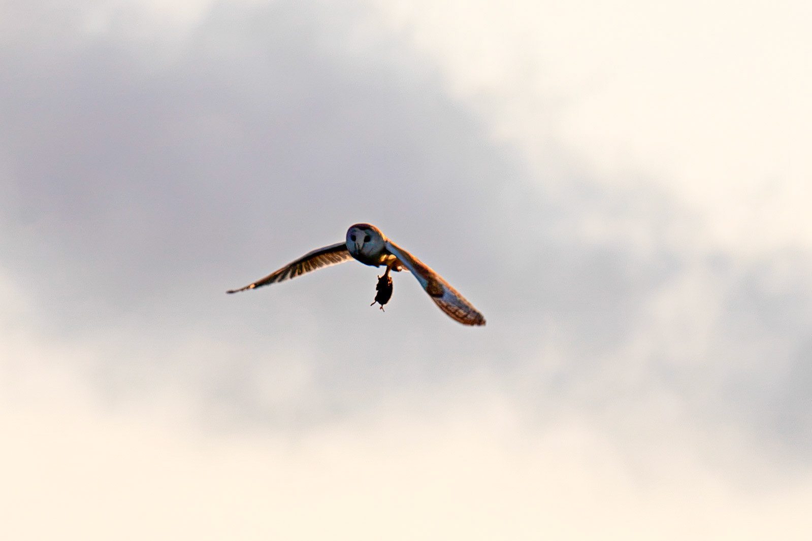 Barn Owl at Harperrig 02 July 2026