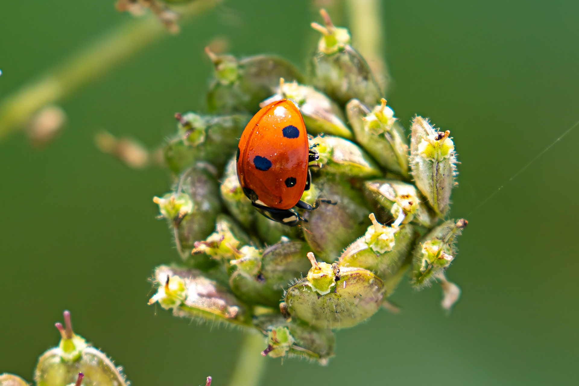 Seven-spot Ladybird (Coccinella septempunctata) Burnham 06 August 2025