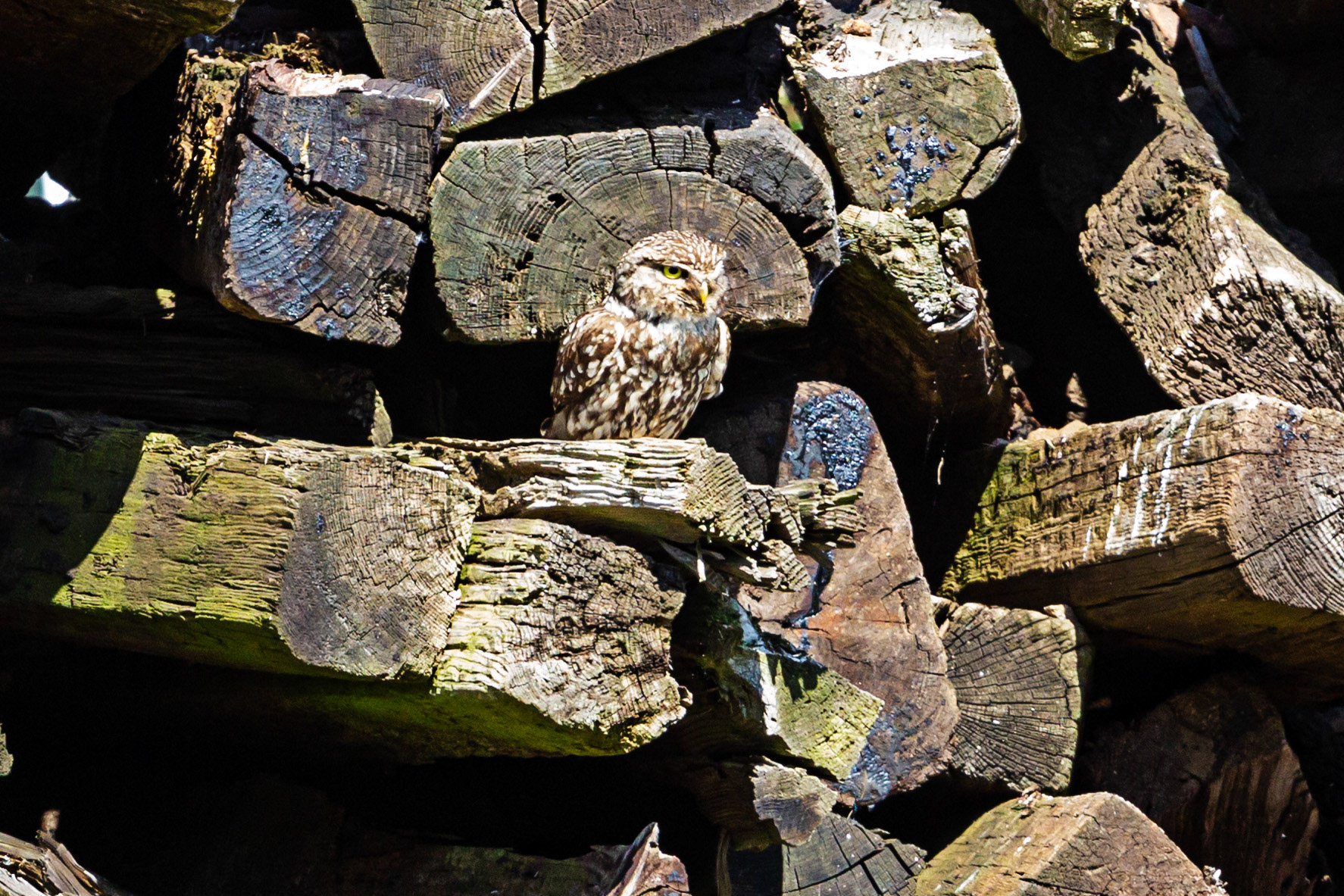 Little Owl in Somerset 25 June 2023
