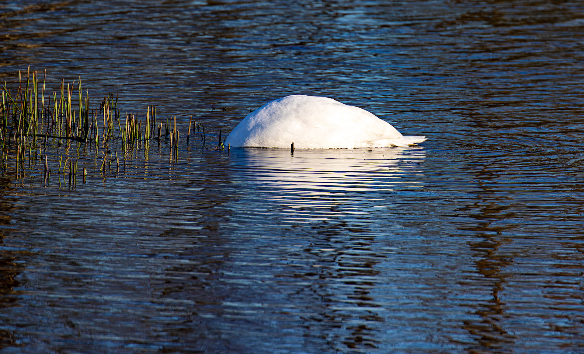 Mute Swan at Bavelaw 30 January 2025