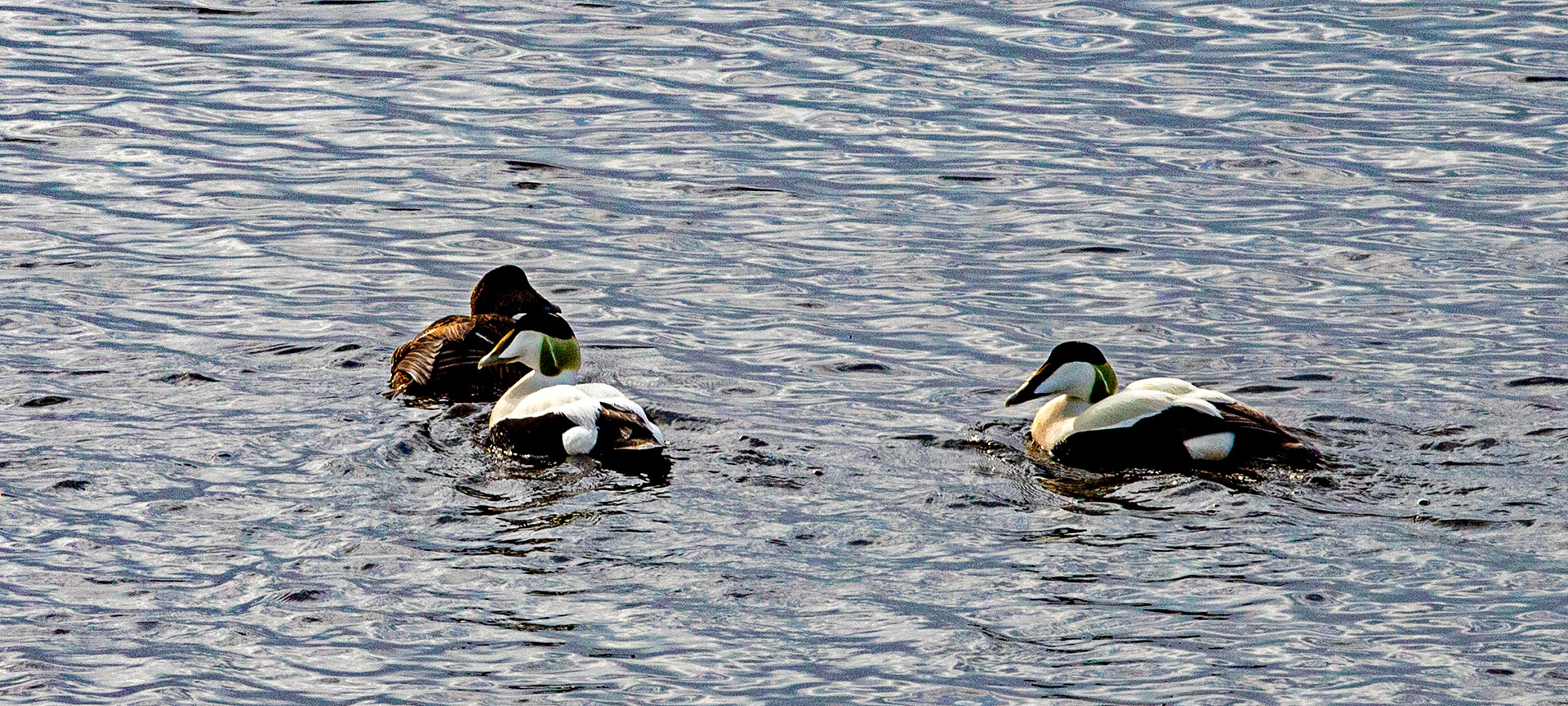 Eider Loch Fleet 04 May 2024