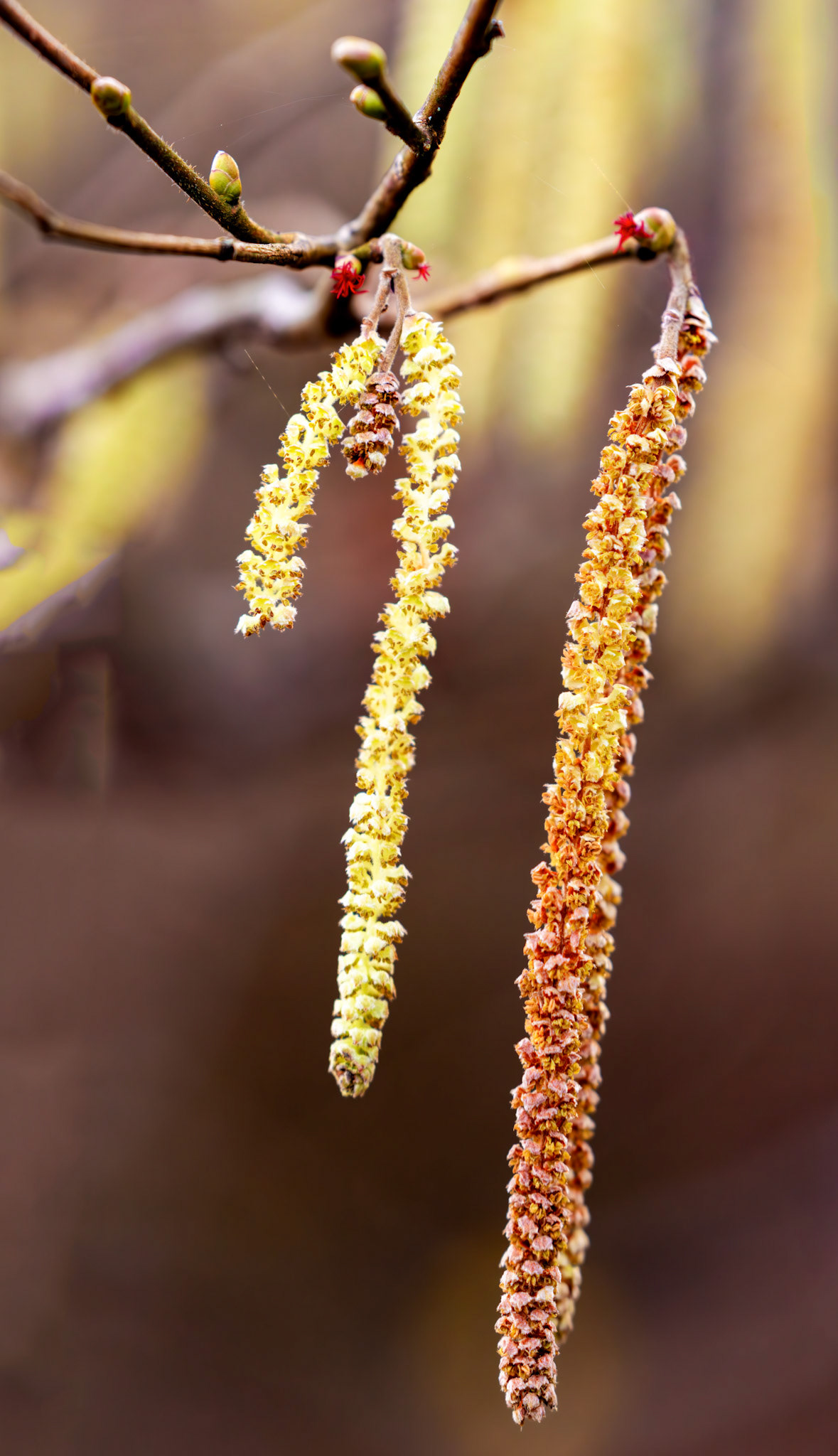 Murieston 27 February 2026