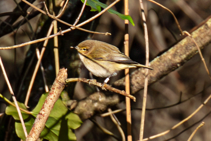 Chiffchaff at Titchfield  Haven 02 January 2025