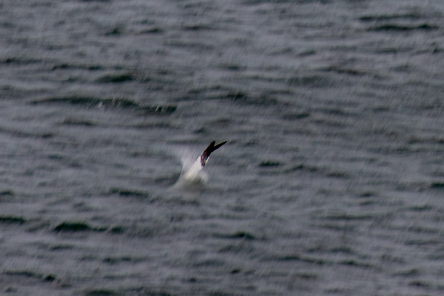 Northern Gannet diving - Tantallon Castle 04 July 2026