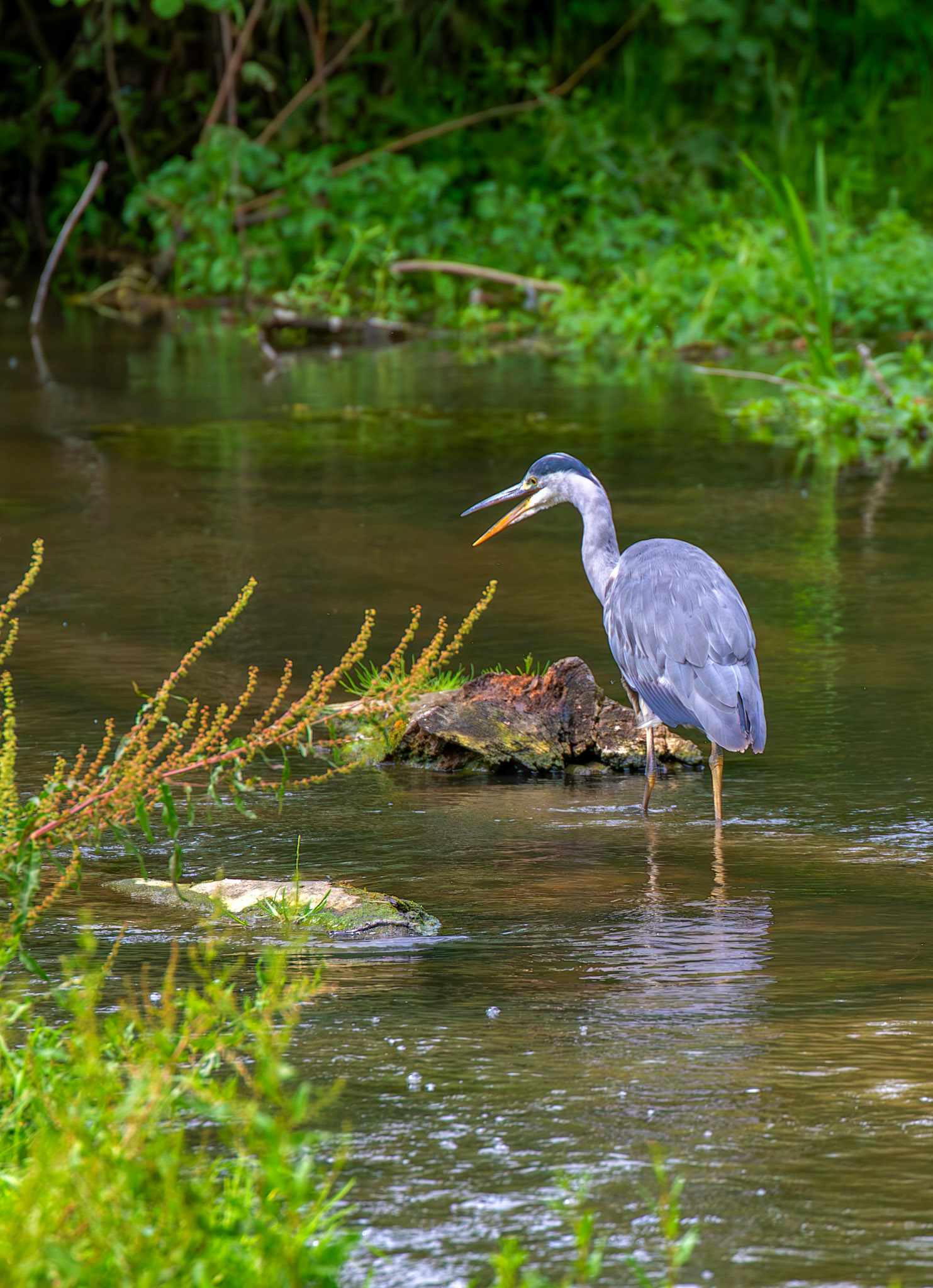 Grey Heron, River Cam, Cambridge 14 June 2026