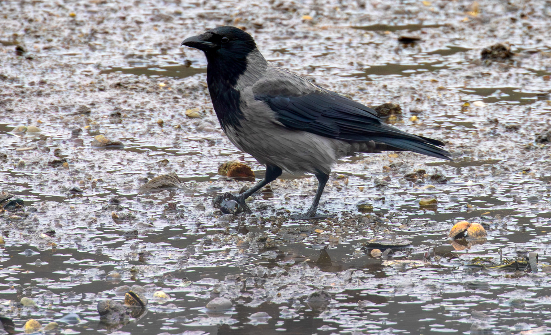 Hooded Crow: West Loch Tarbert 03 March 2025