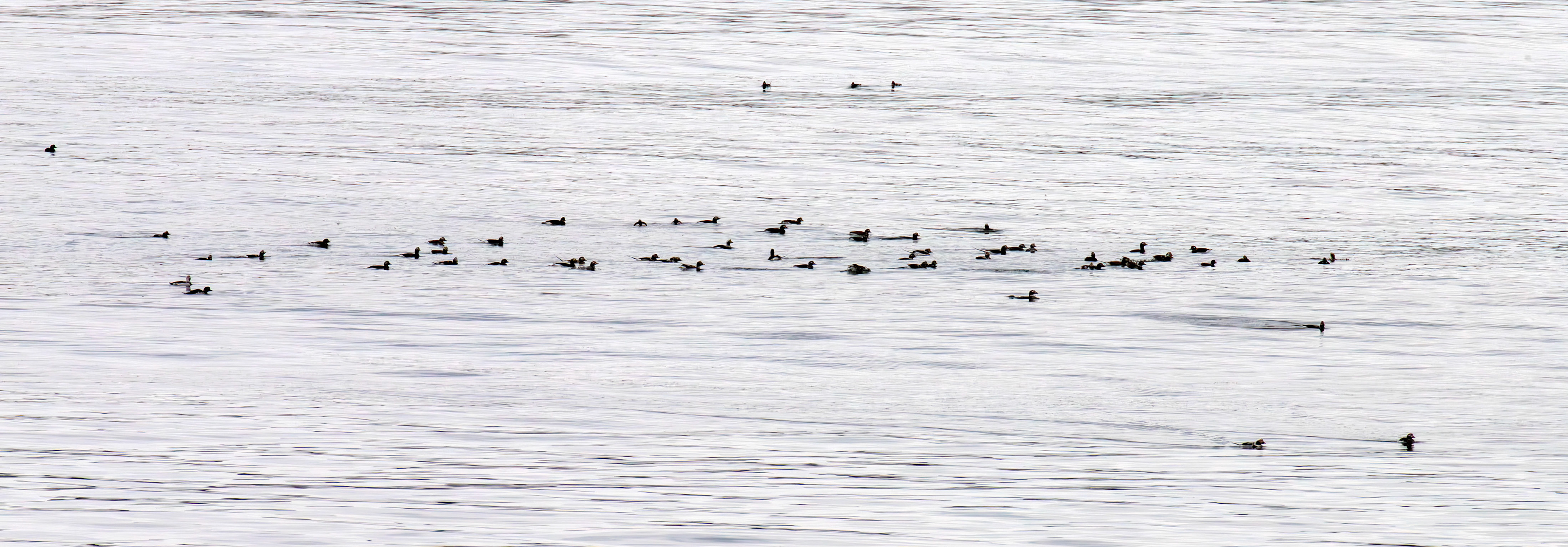 Long tailed ducks at Castletown 01 May 2026