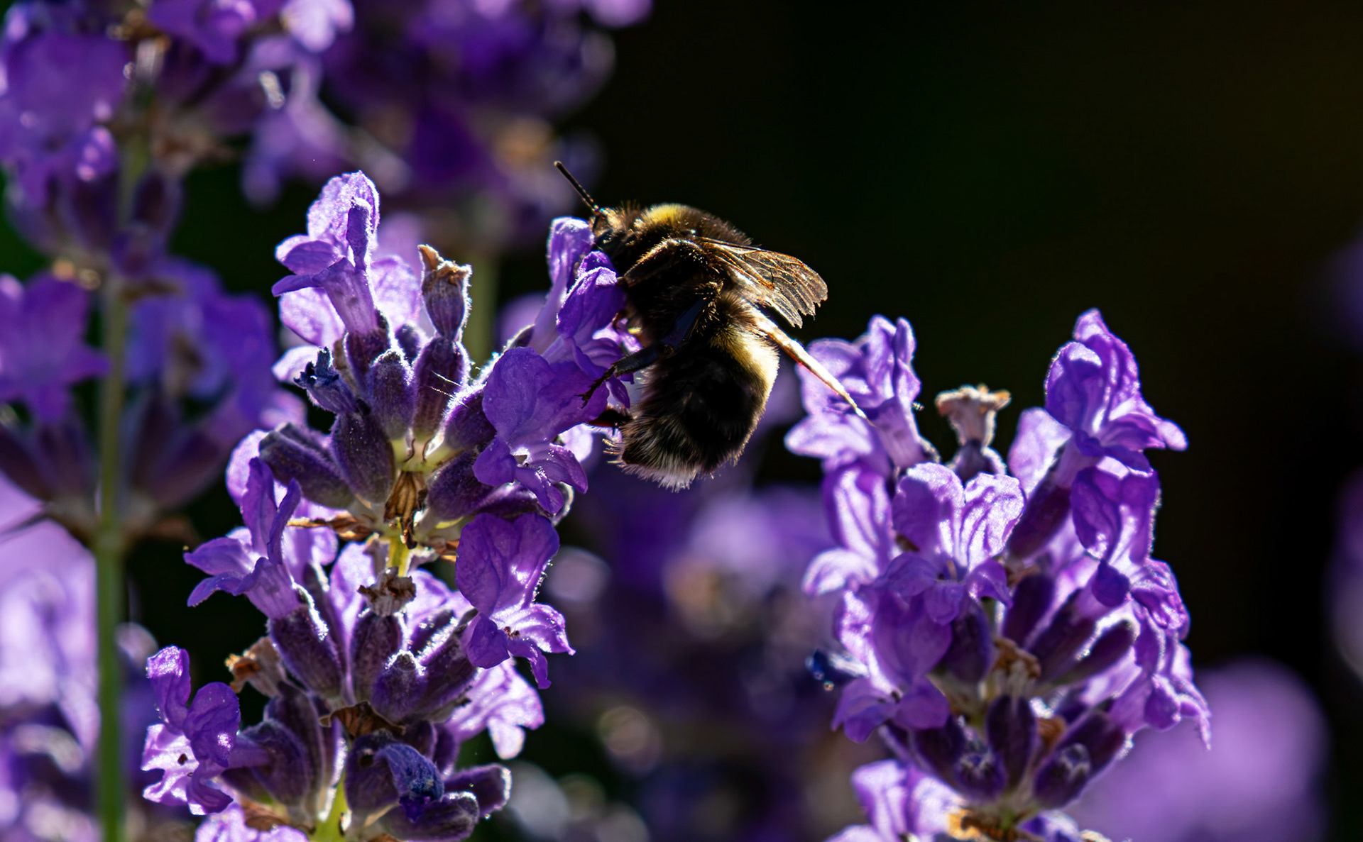 Bee on Lavendar in Deans, Livingston 13 July 2026