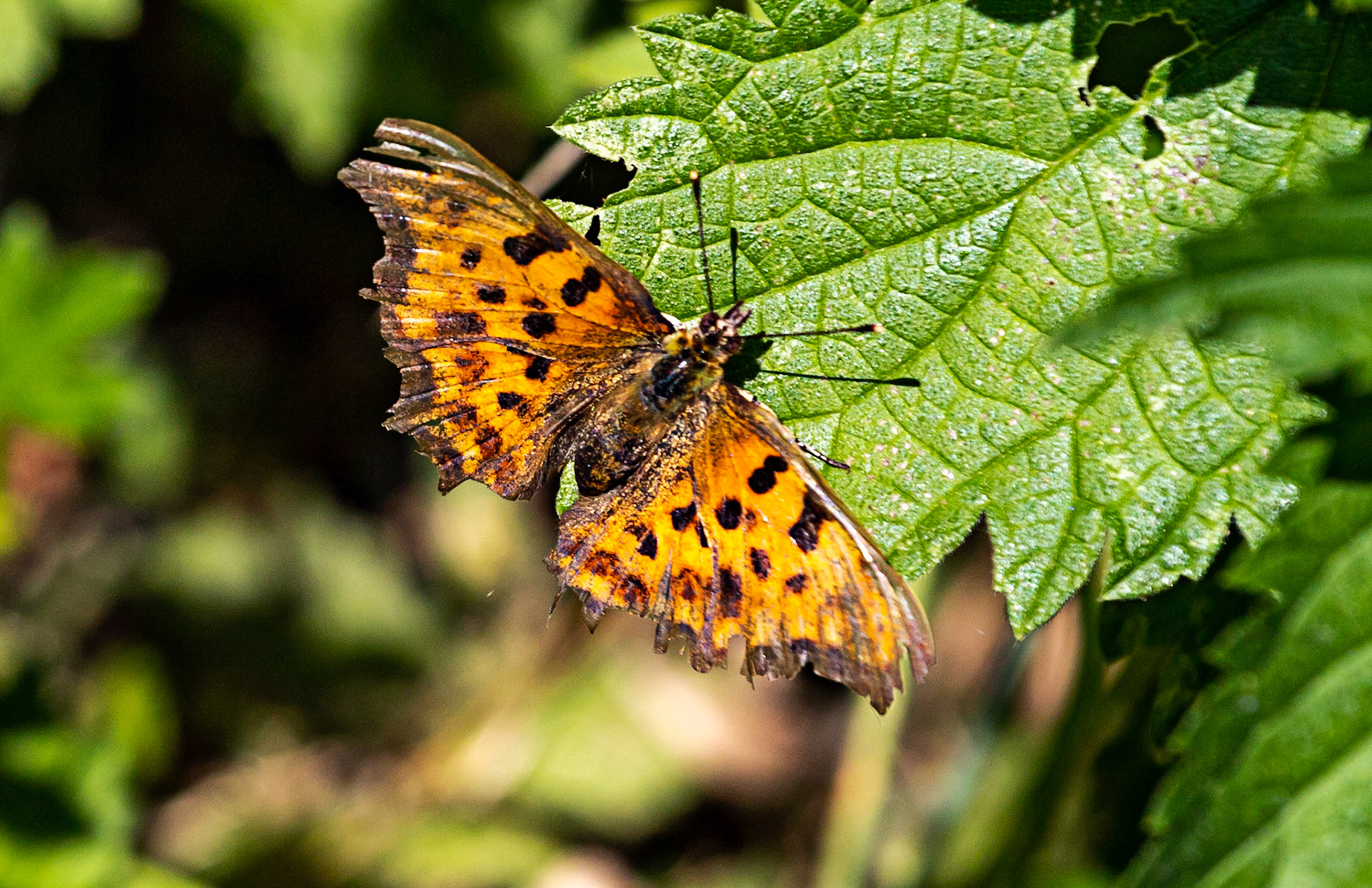 Titchfield Haven 20 July 2022