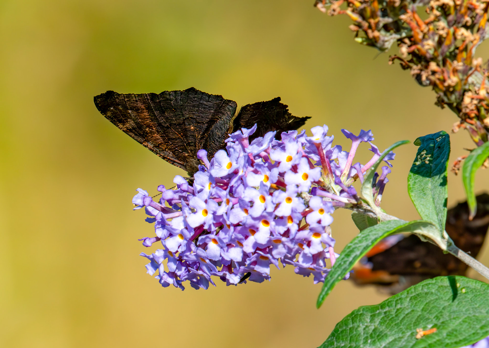 Red Admiral - RSPB Loch Leven 06 Sept 2024