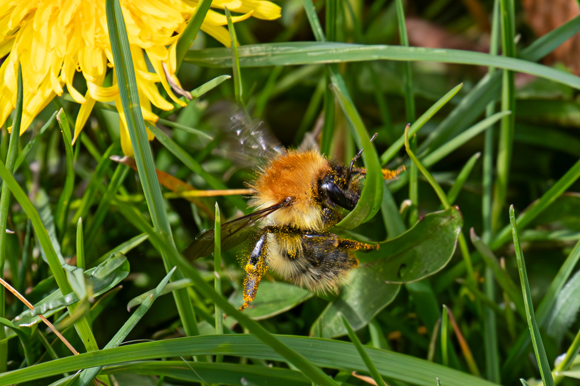 Whitehouse Wood near Kelty 20 April 2025