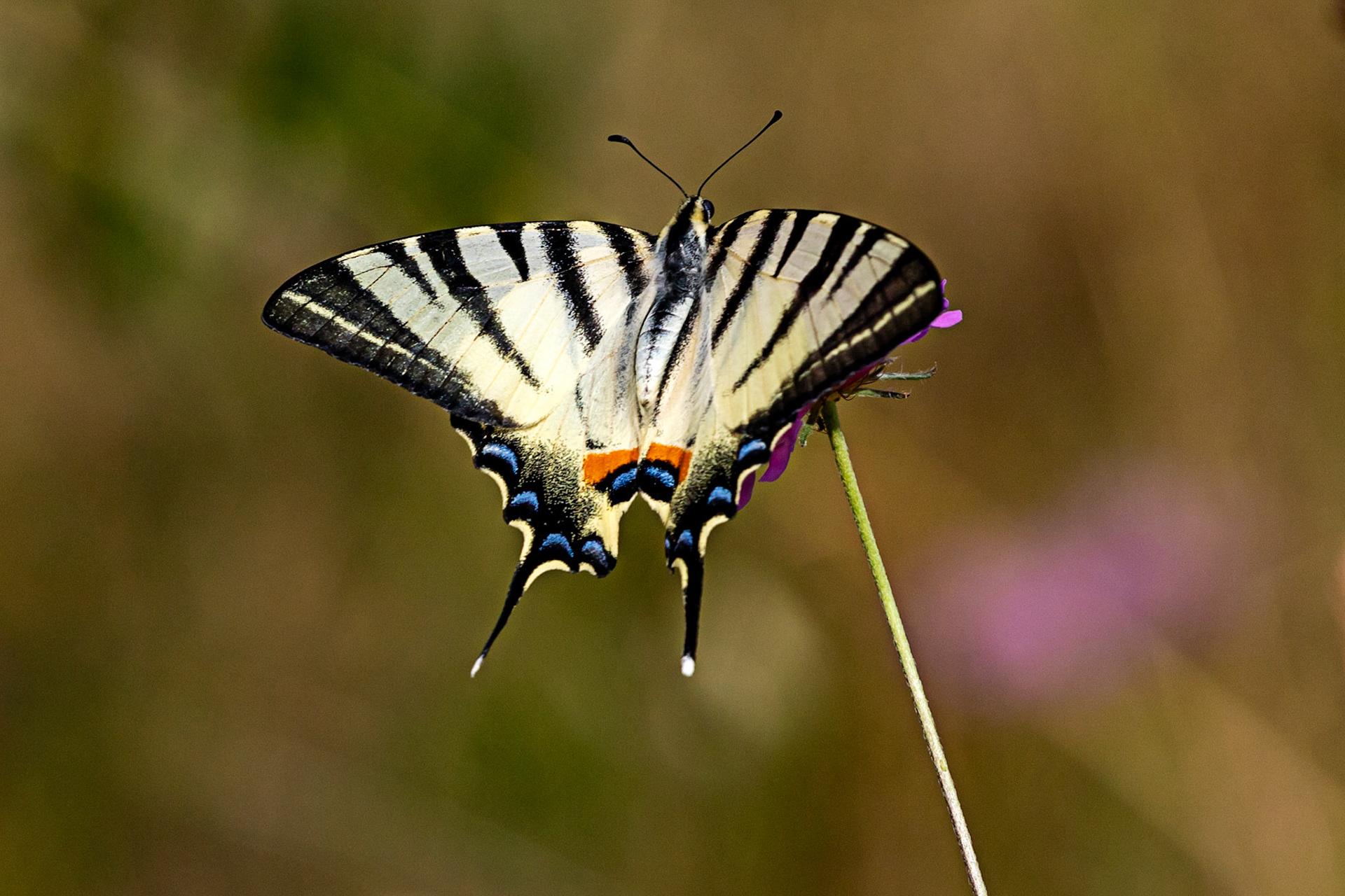 Monteriggioni 22 June 2024