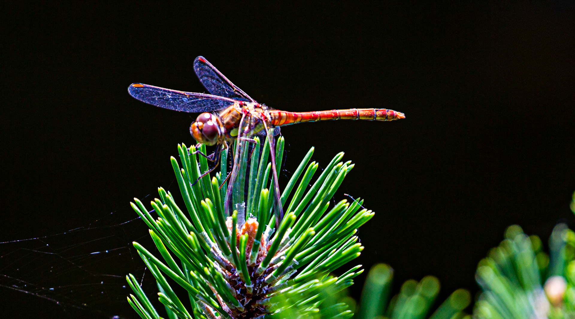 Godshill IOW 15  July 2022