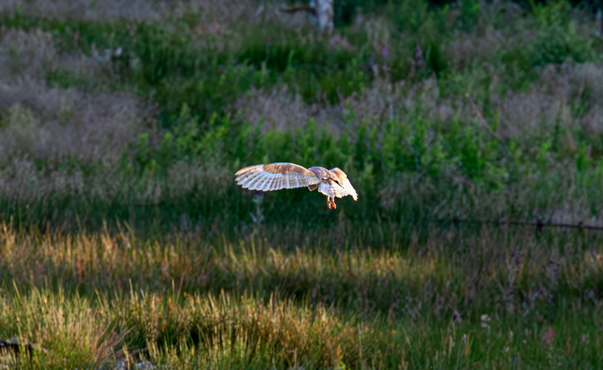 Barn Owl at Harperrig 02 July 2026